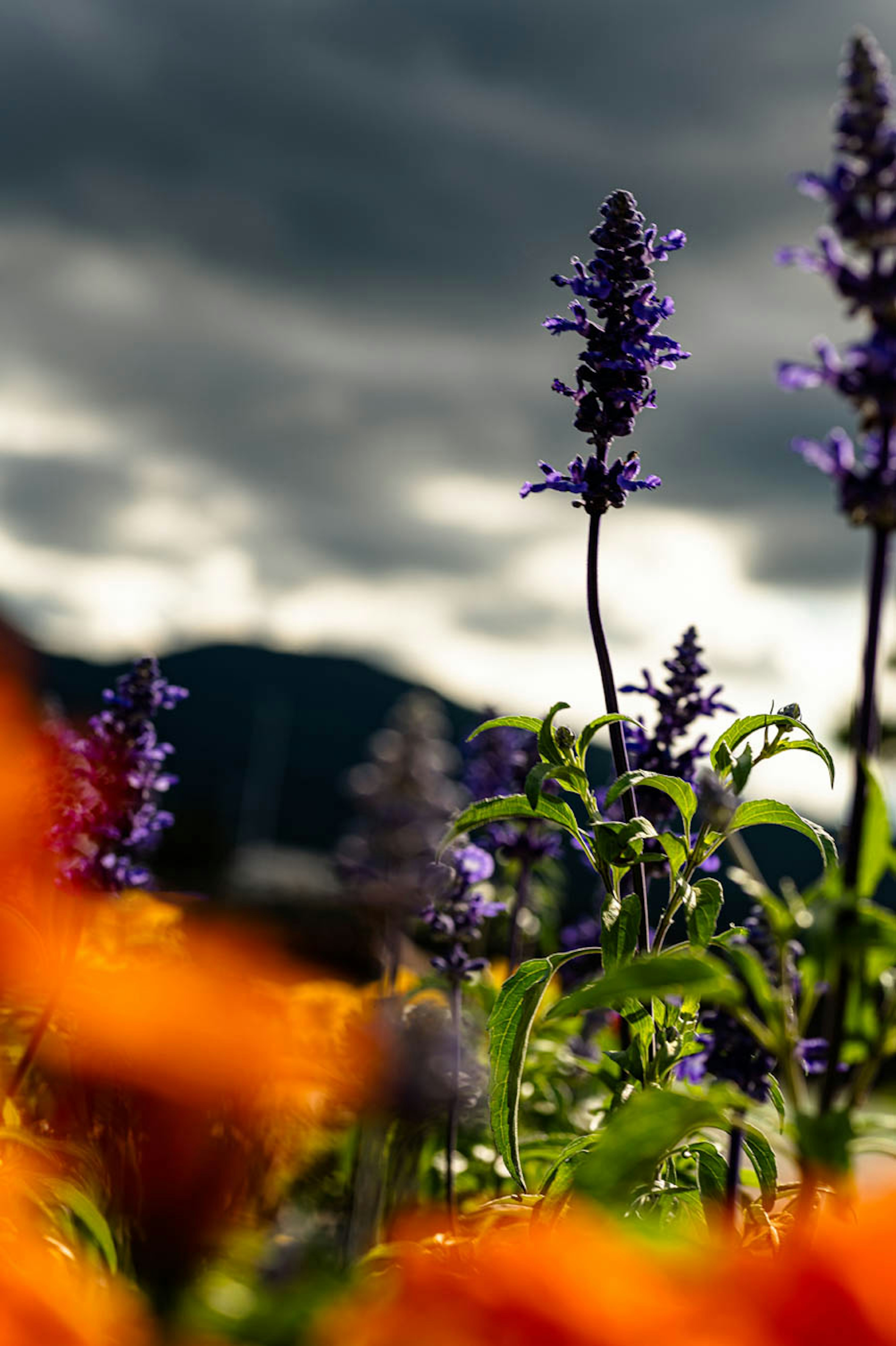 濃い紫の花とオレンジの花が咲く風景の写真