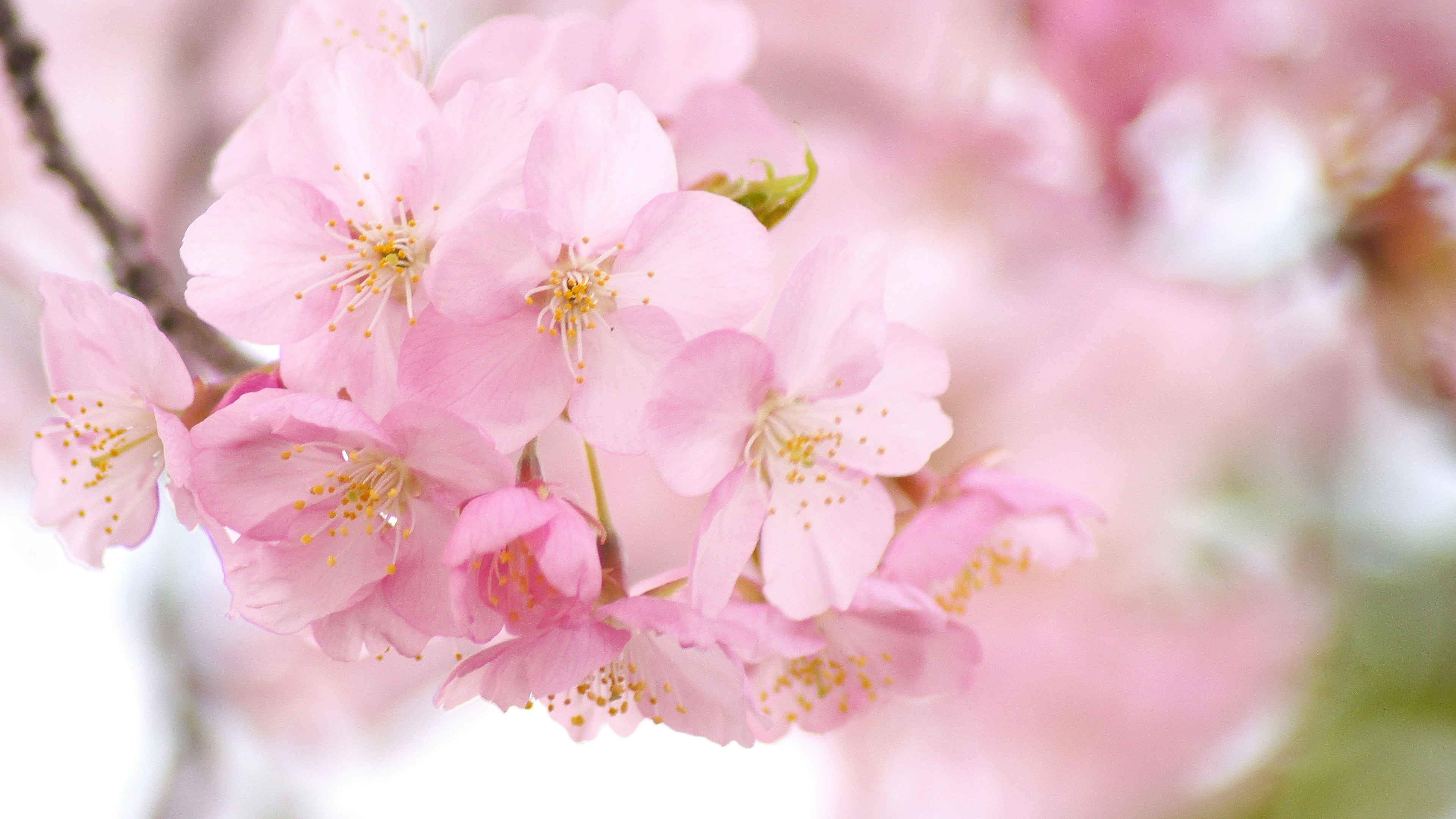 Hermosas flores de cerezo rosas en plena floración