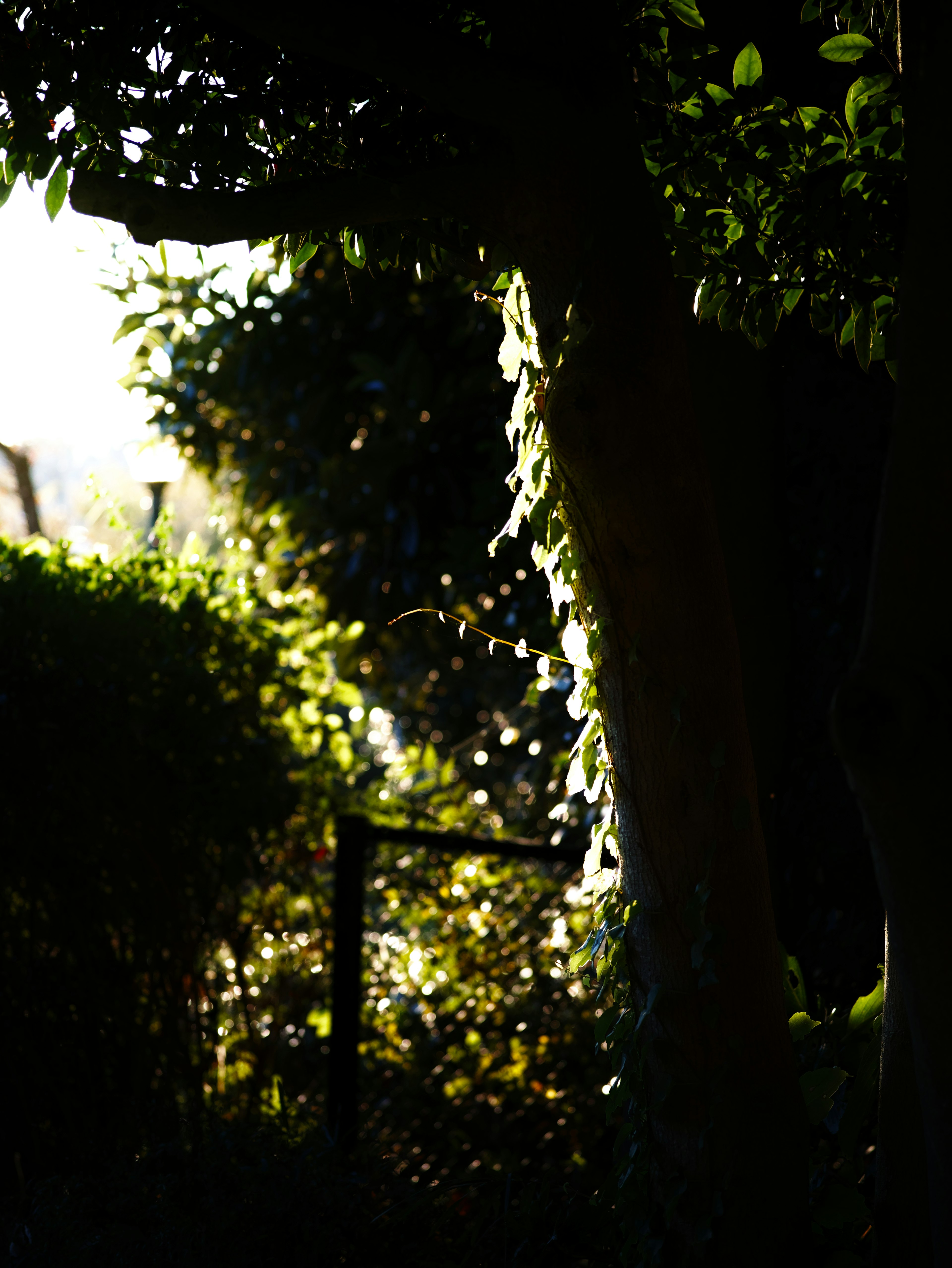 Silhouette di un giardino lussureggiante con la luce solare che filtra