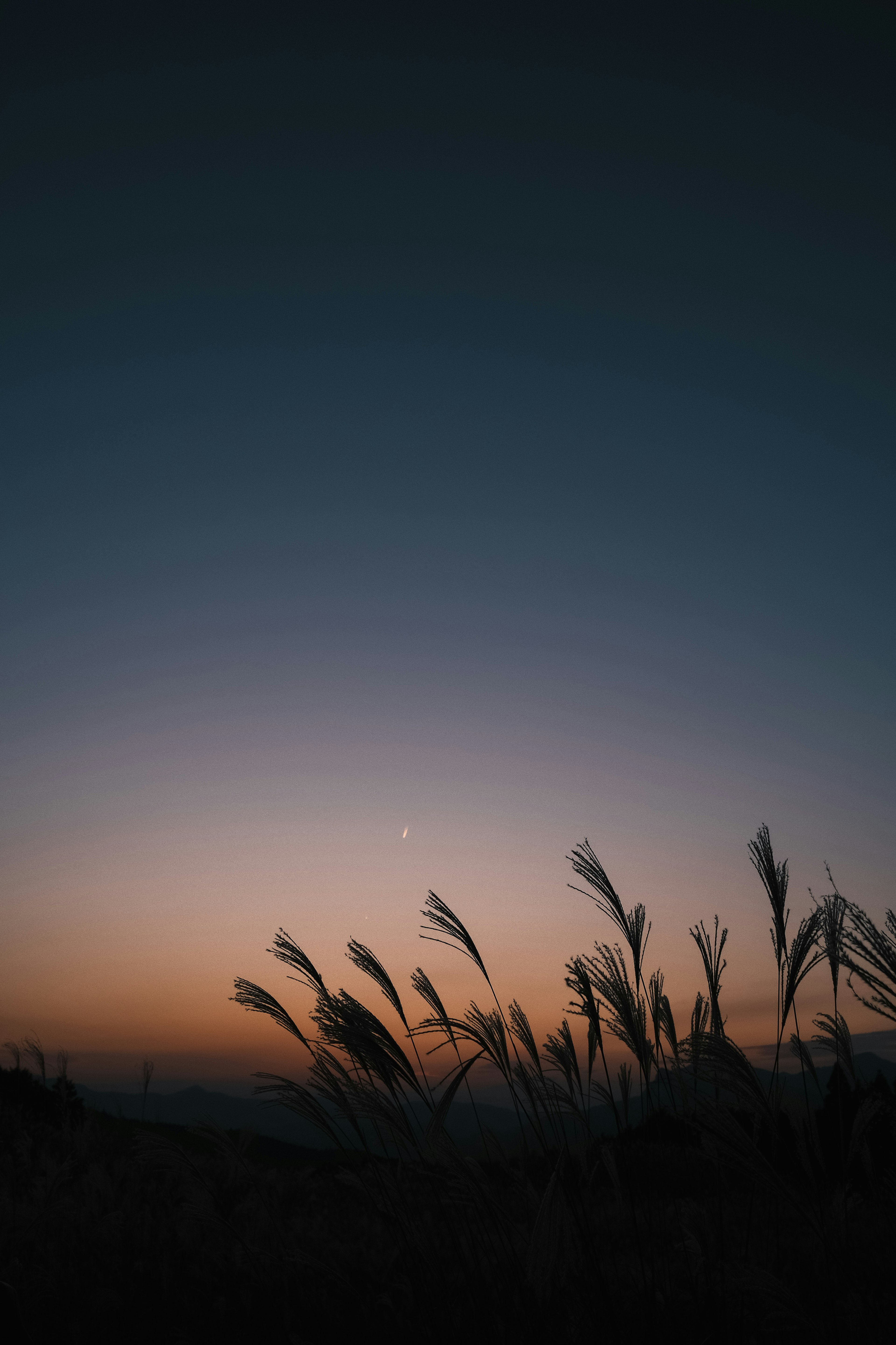 Silhouette of grass against a twilight sky