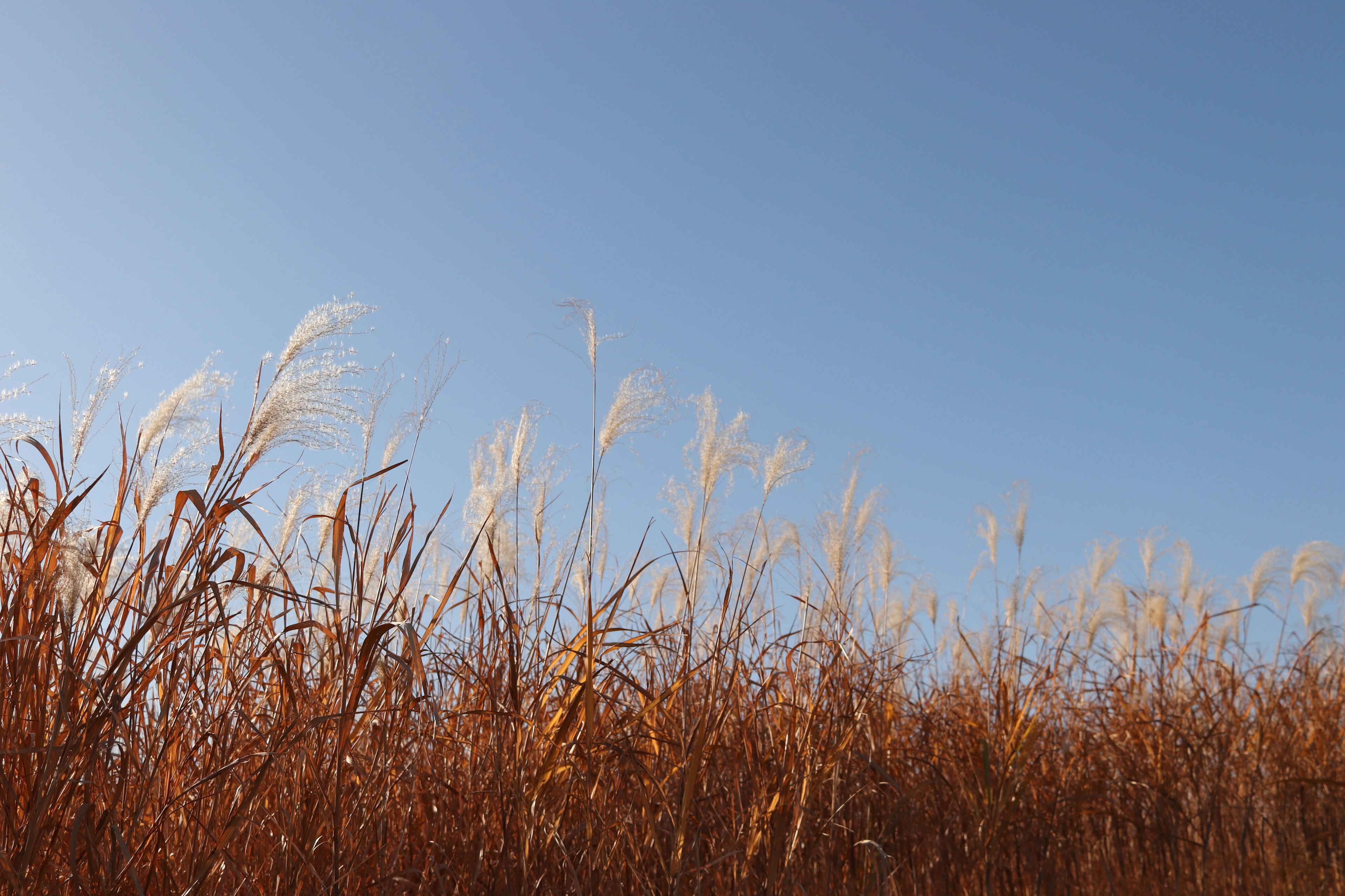 Goldene Wiese unter blauem Himmel