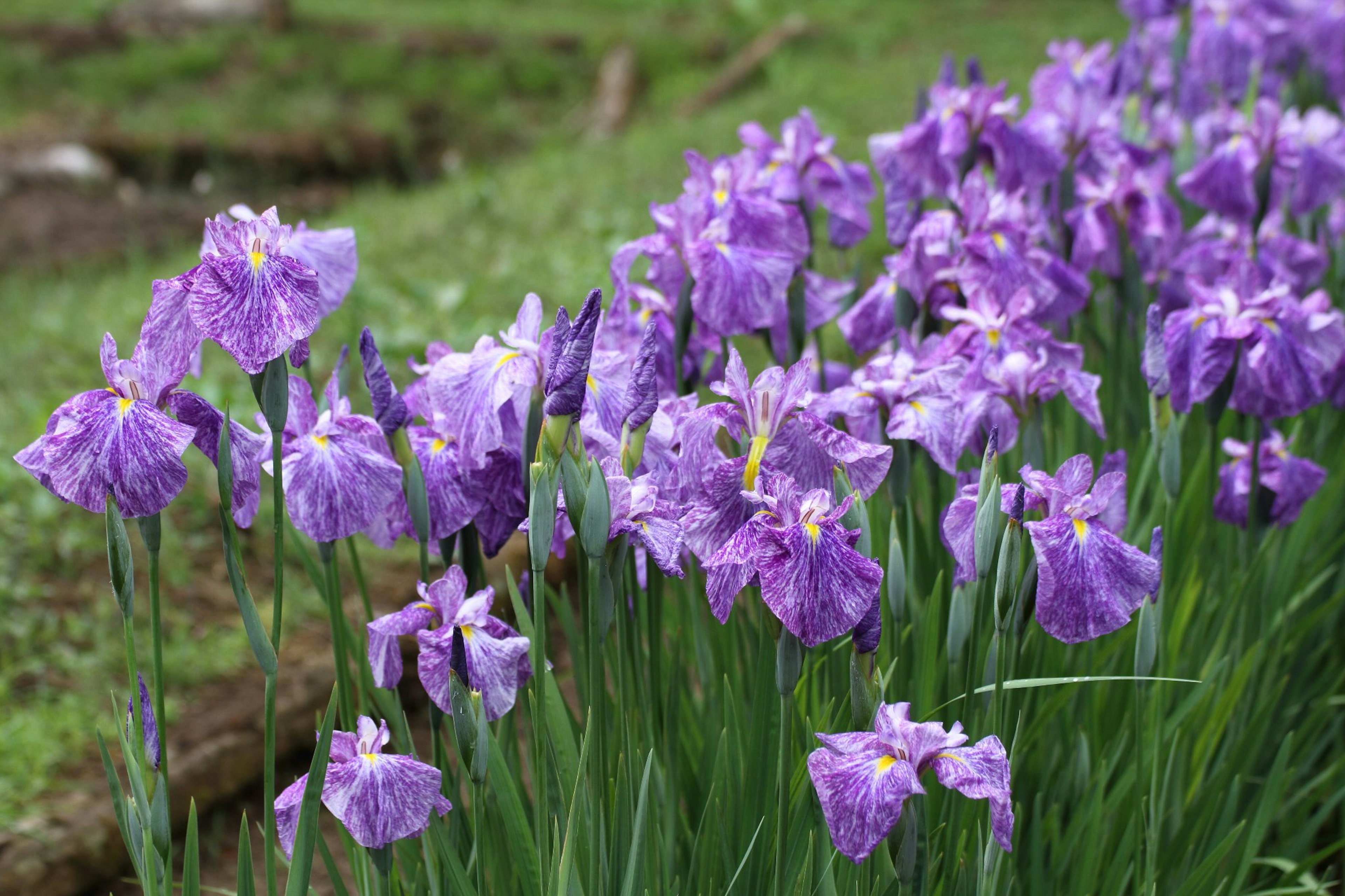 Field of blooming purple irises with green grass