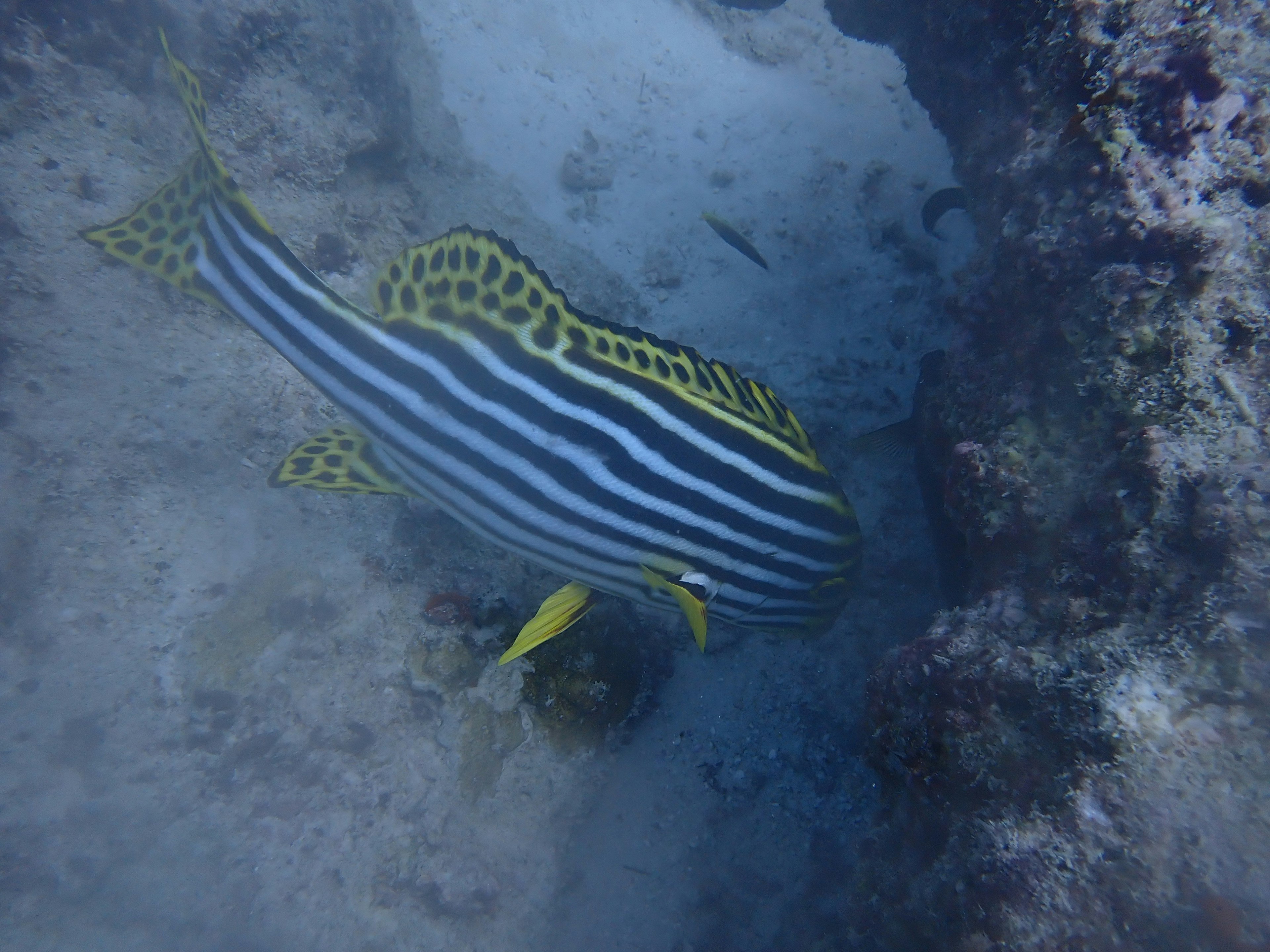 Ein gestreifter Fisch mit blauen und gelben Mustern, der in der Nähe des Meeresbodens schwimmt