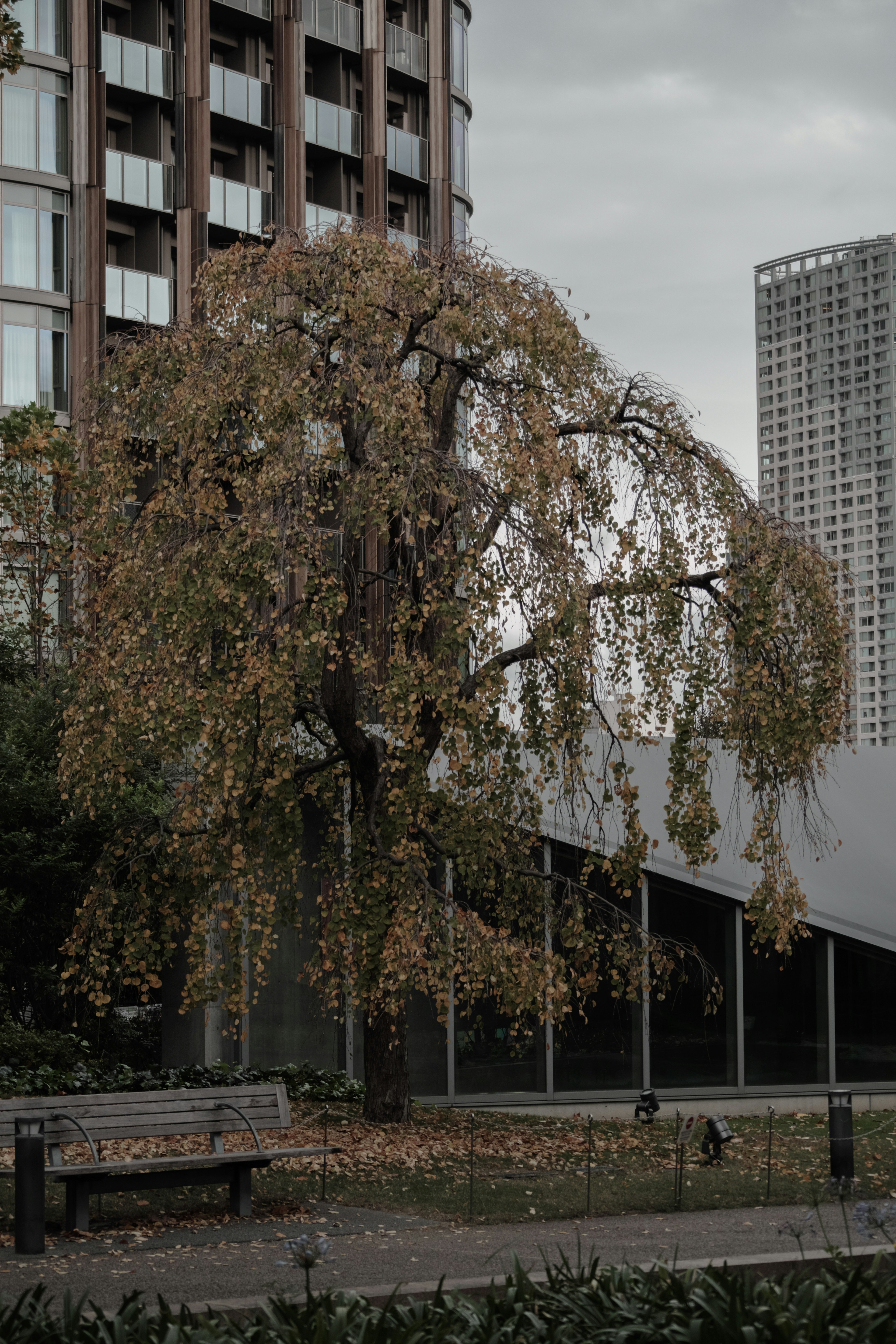 A barren tree in an urban park with nearby buildings