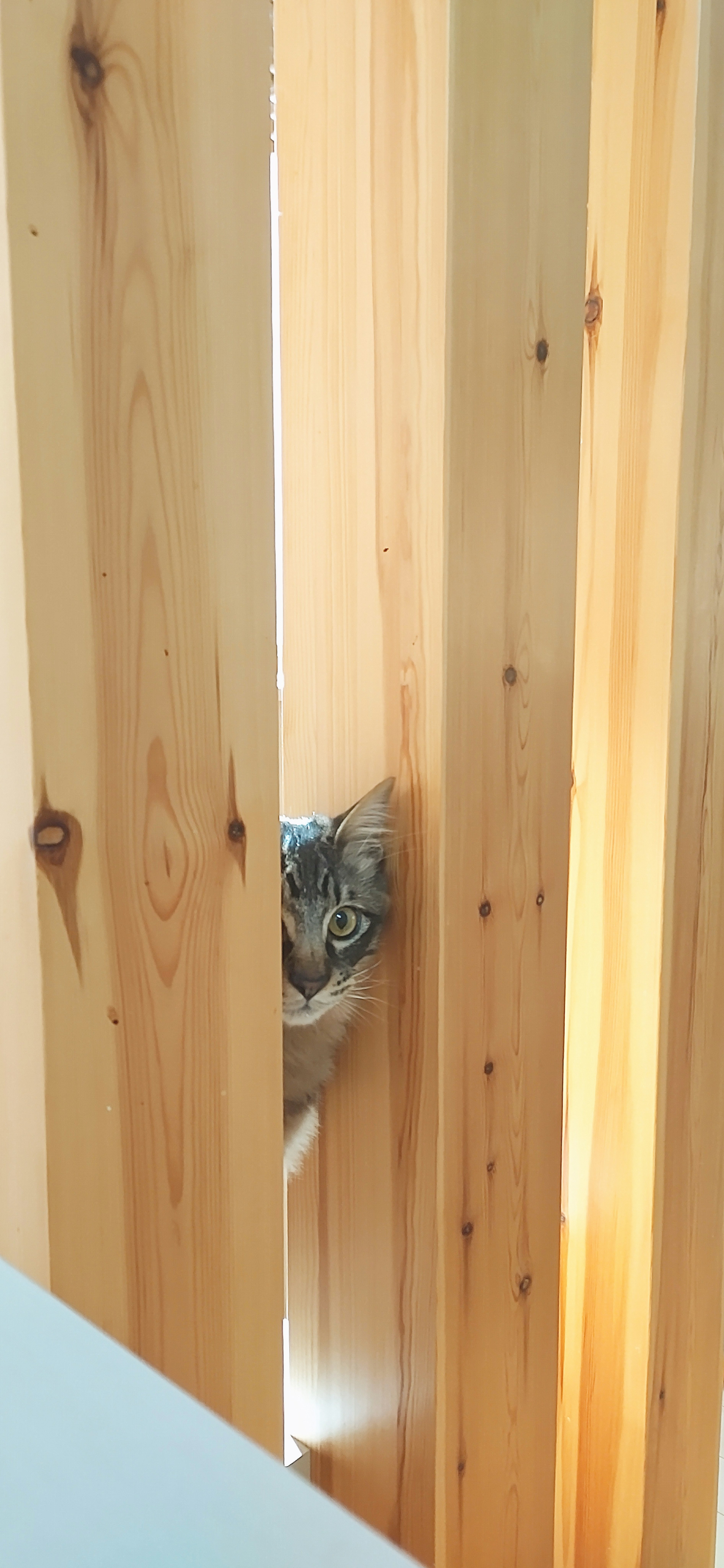 Katze, die zwischen Holzplanken hervorschaut