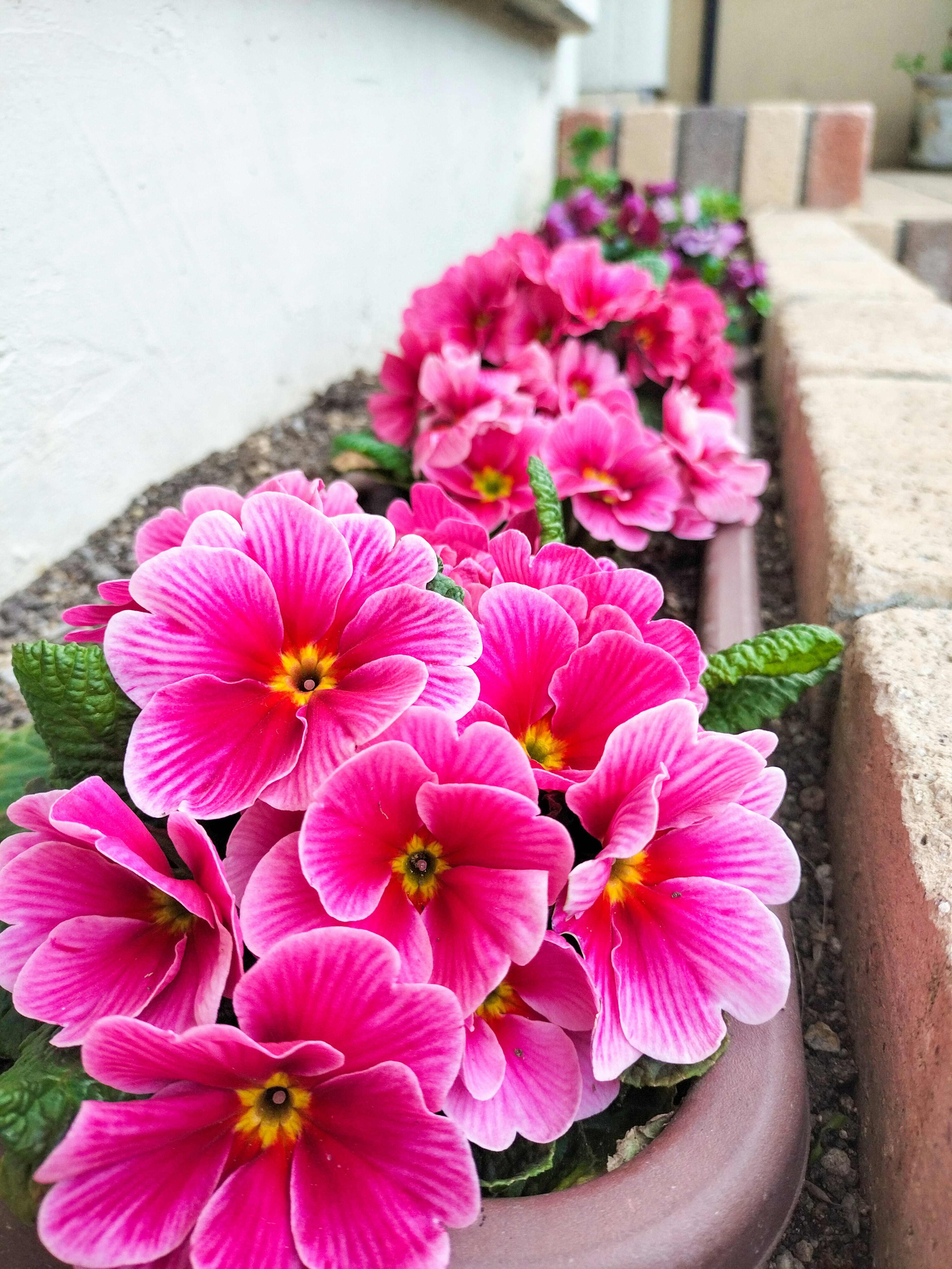 ピンクの花が咲き誇る花壇の近接写真