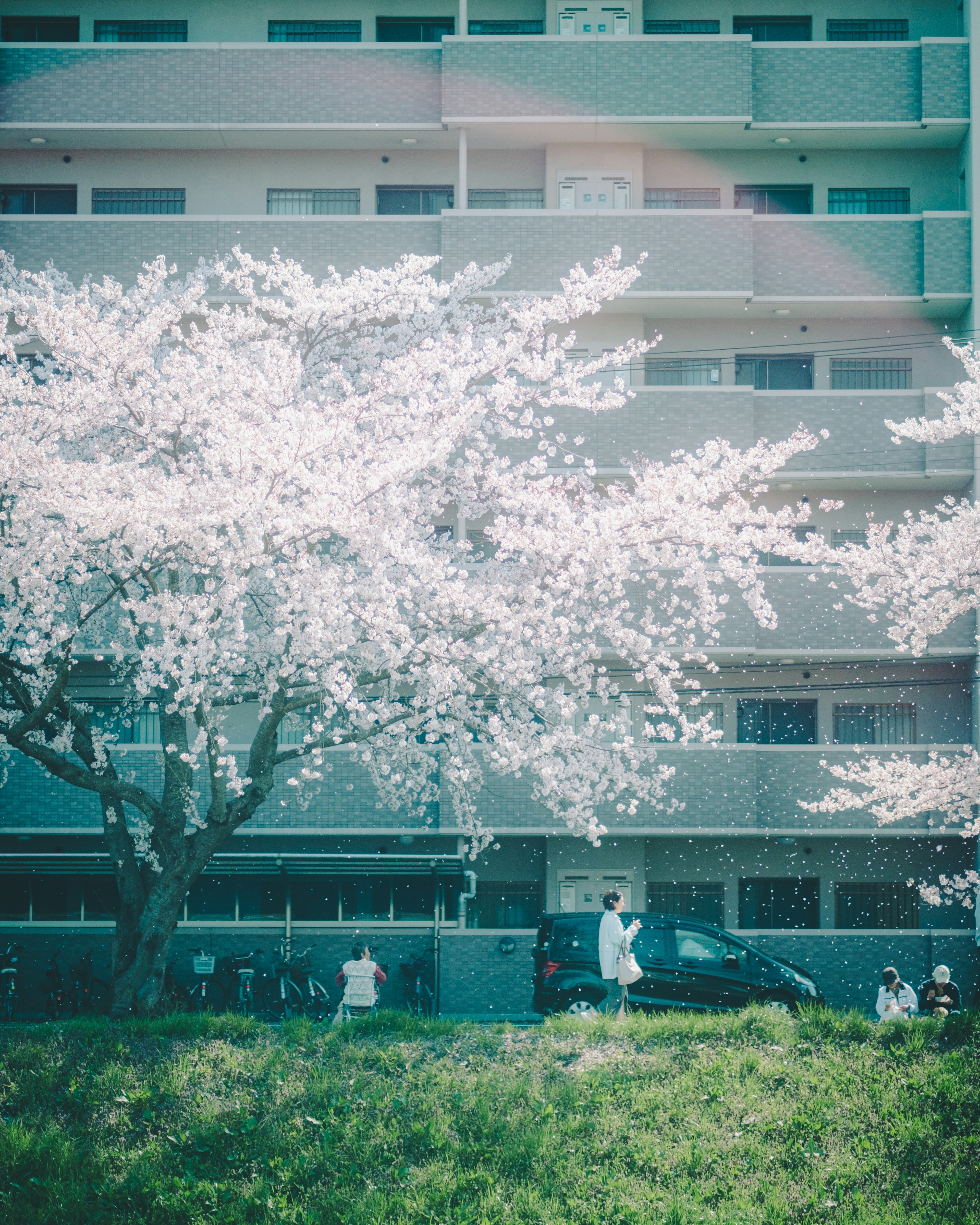 Cherry blossom tree in front of an apartment building with people gathered