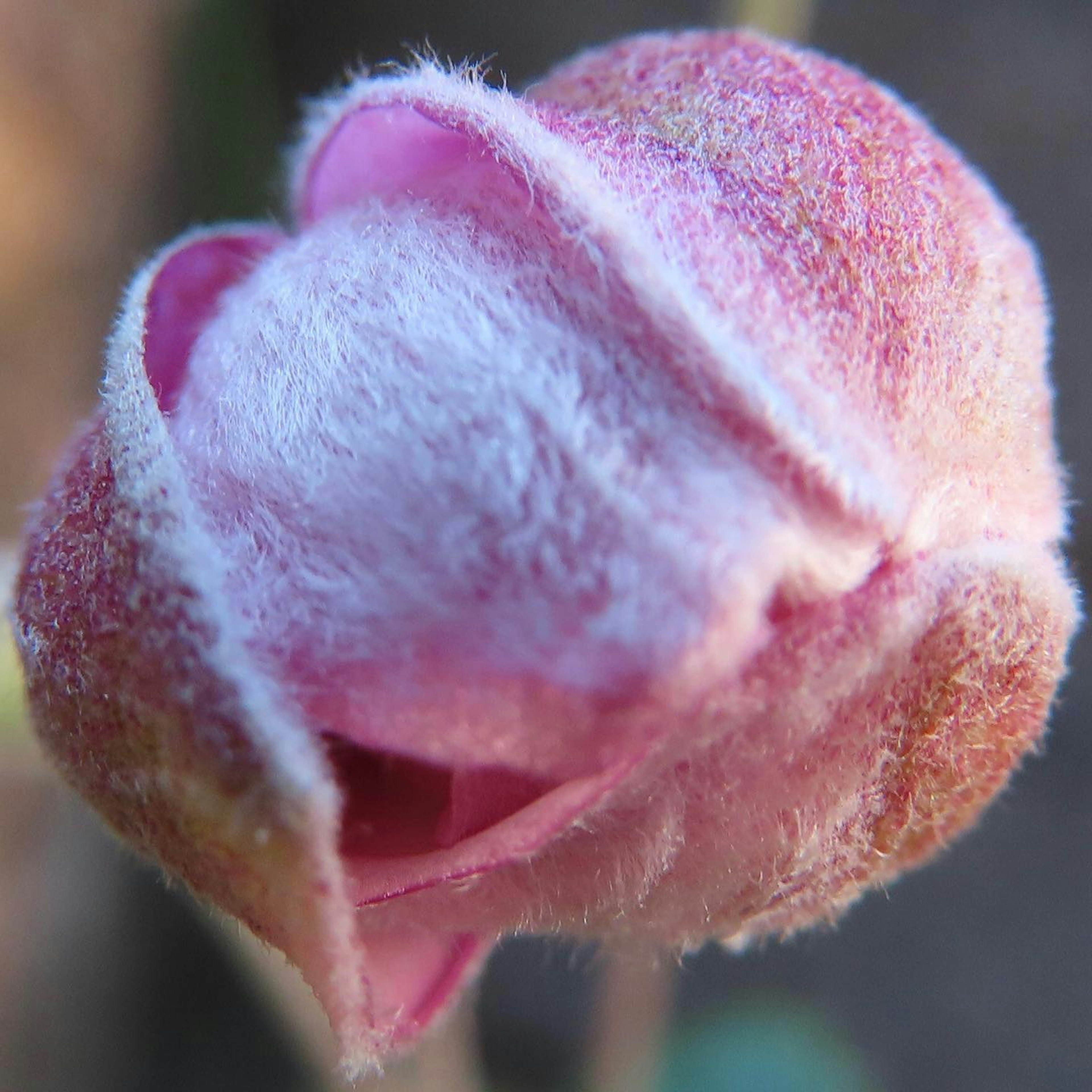 Gros plan sur un bouton de fleur rose doux avec des poils fins visibles