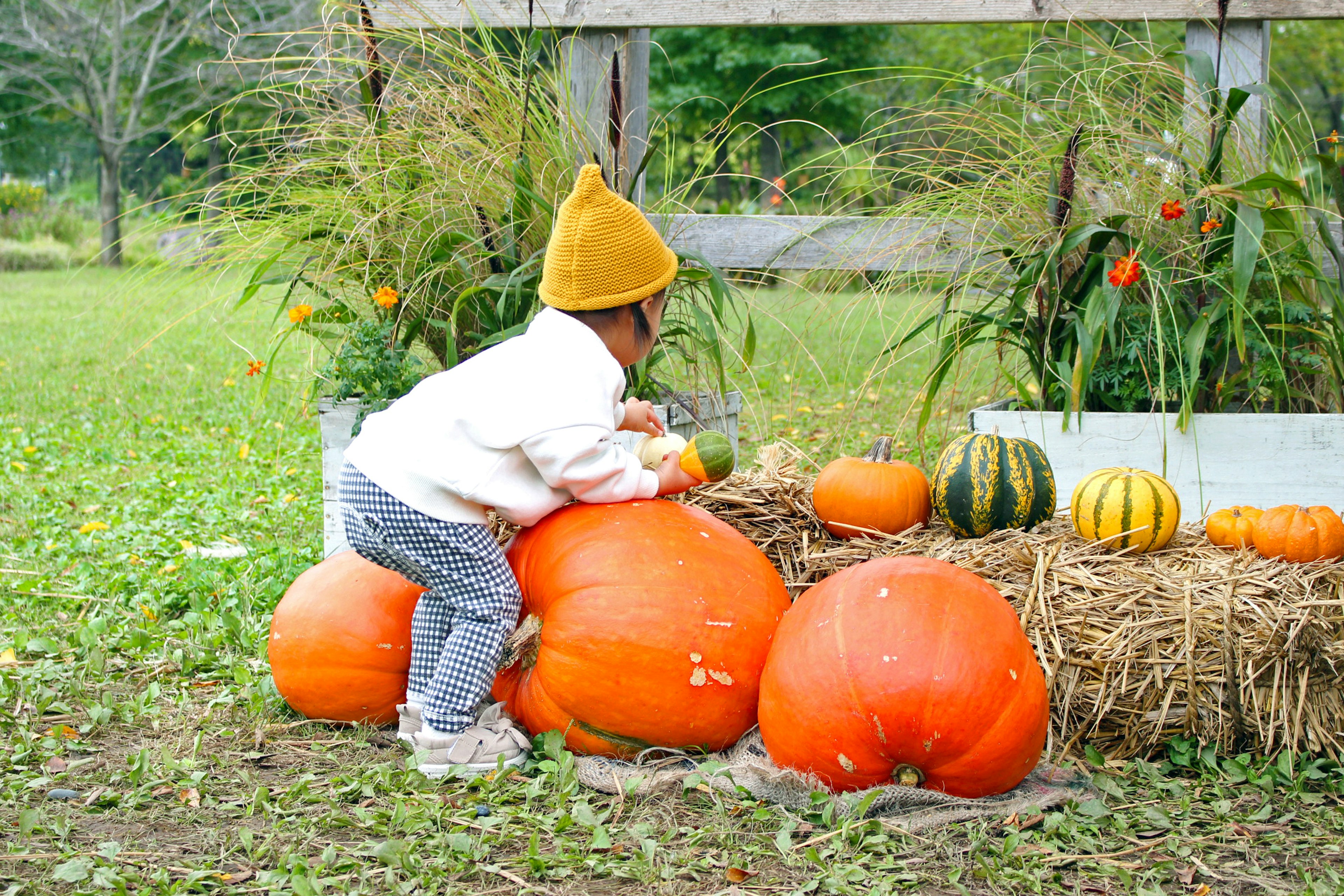 Un enfant s'appuyant sur de grosses citrouilles orange dans un jardin