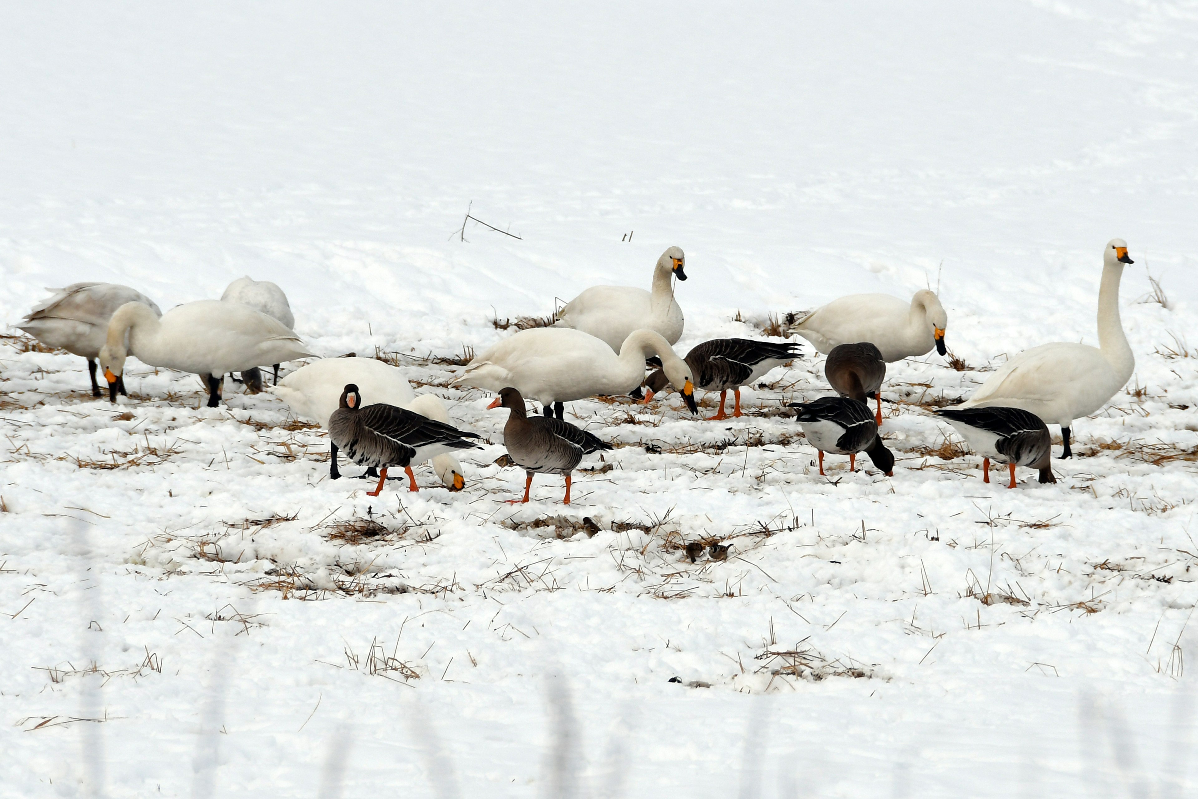 Swans and ducks in a snowy winter landscape