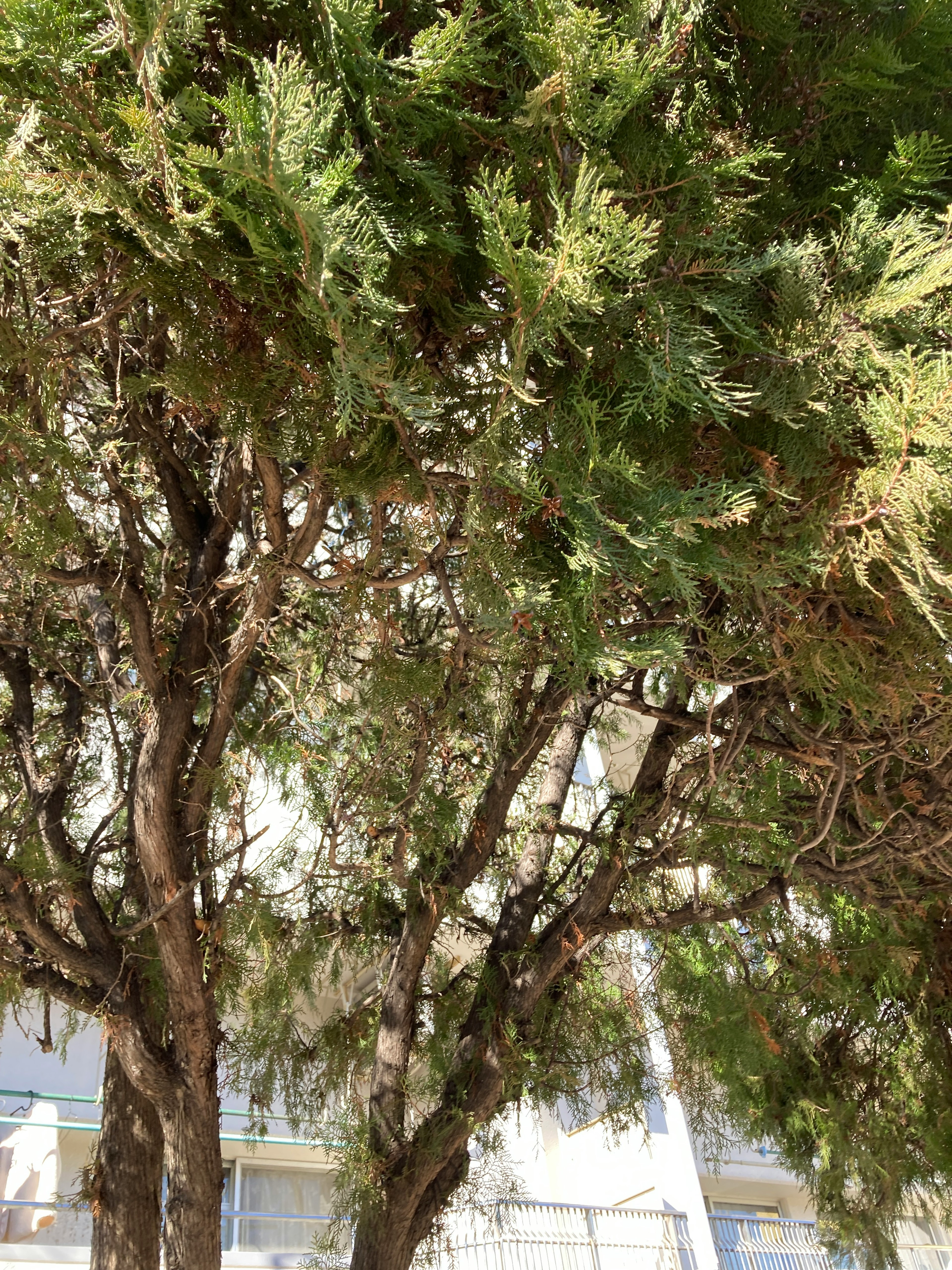 Photo d'un arbre avec des feuilles vertes luxuriantes