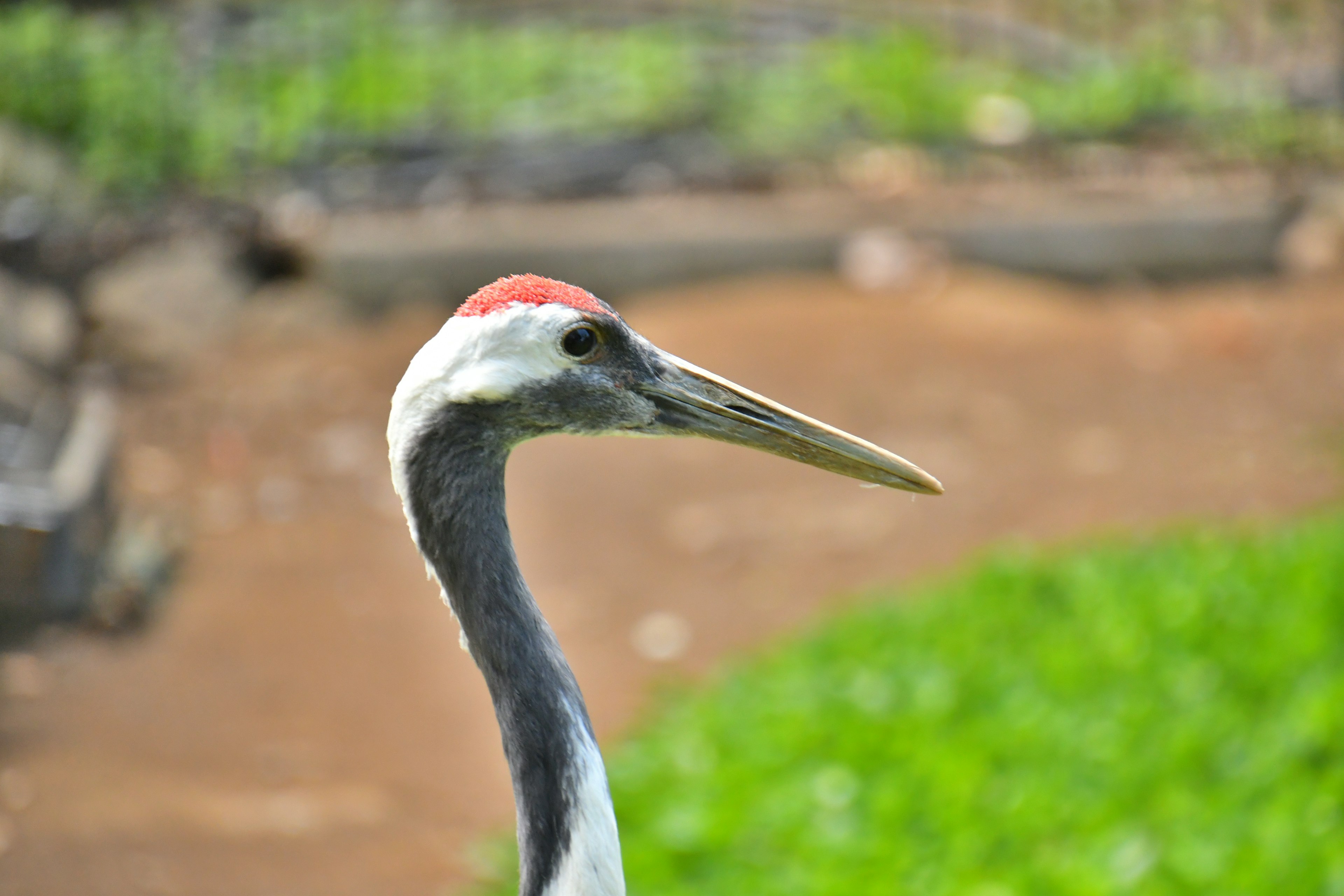 Close-up image of an elegant Japanese crane with a red crown