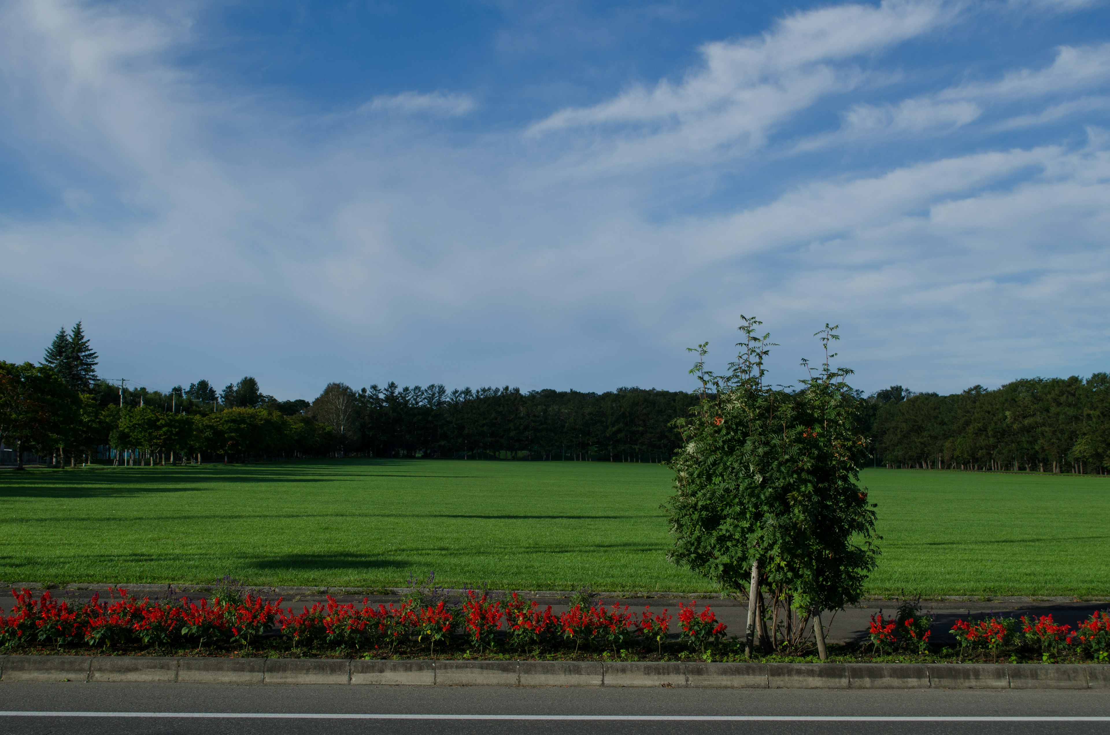 Weitläufiges grünes Feld mit einer Reihe roter Blumen blauer Himmel und weiße Wolken schaffen eine malerische Szene