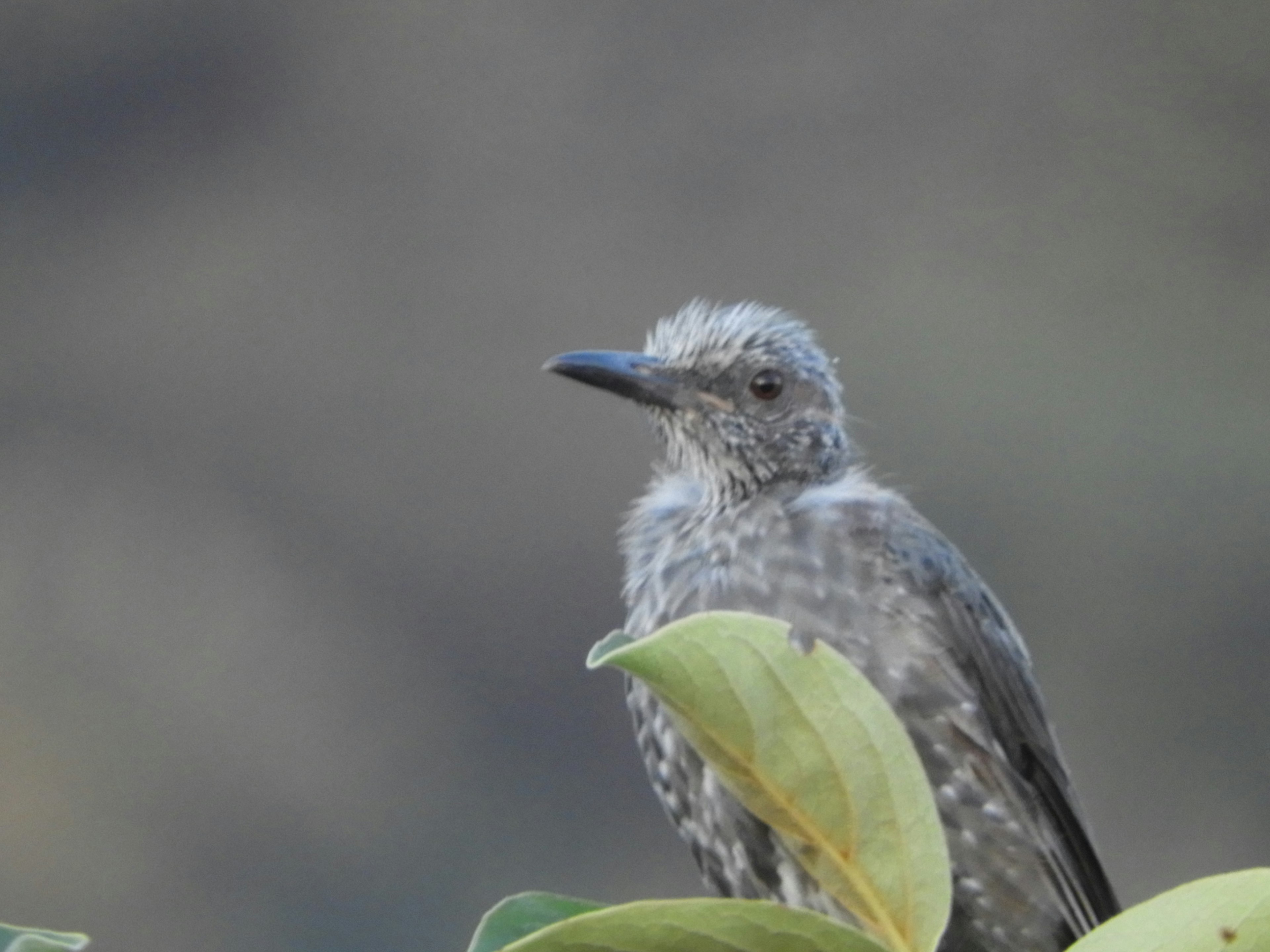 Grauer Vogel auf grünen Blättern