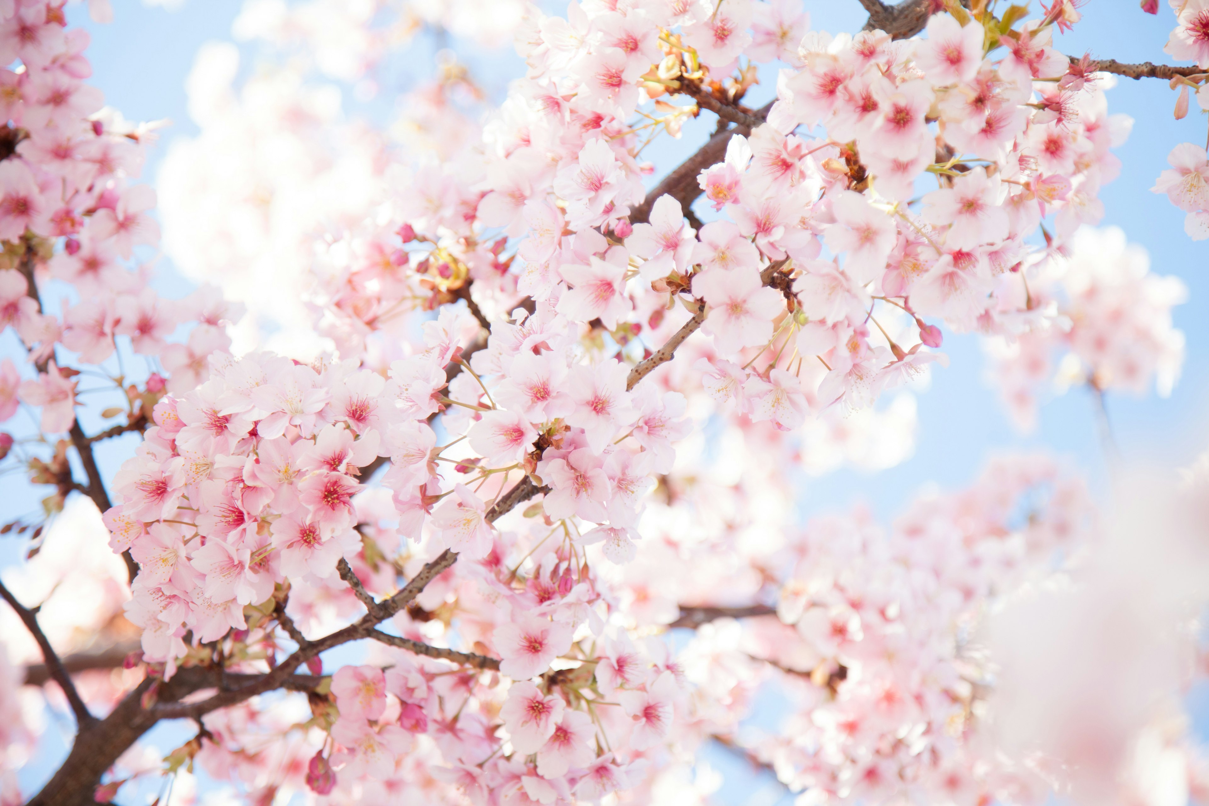 Close-up bunga sakura yang mekar di dahan dengan latar belakang langit biru dan nuansa merah muda lembut