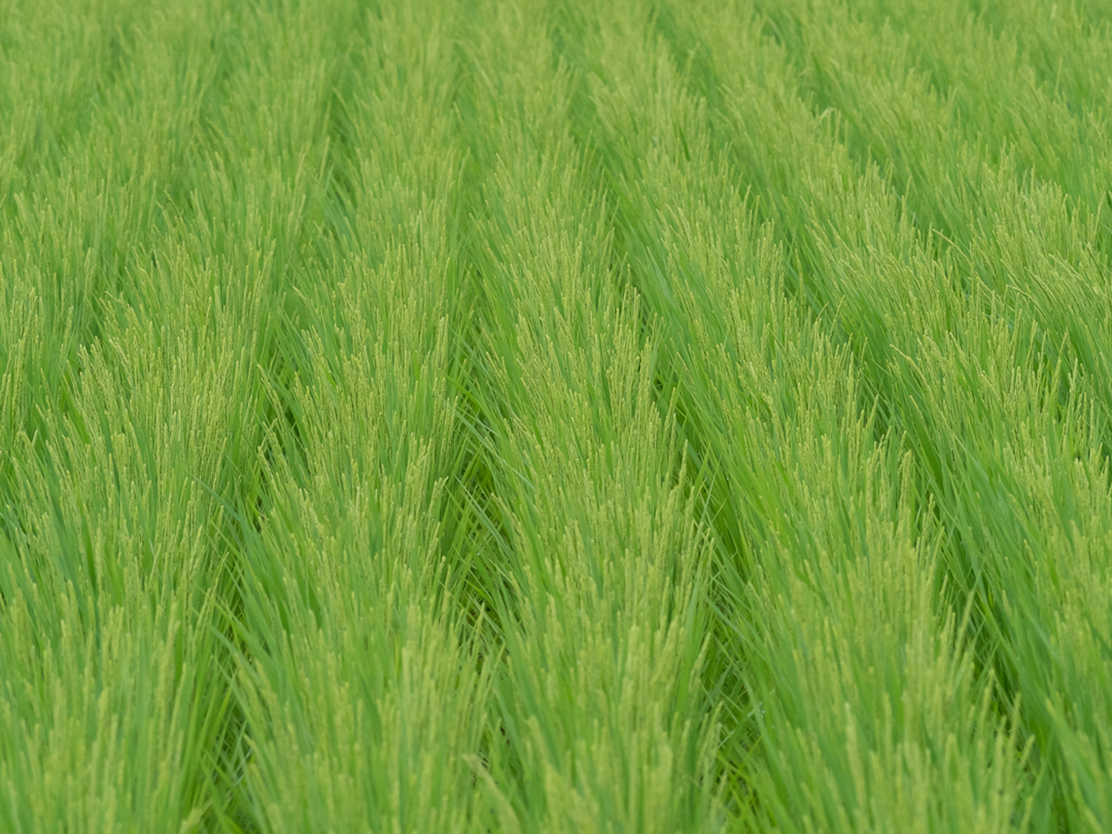 Ein Feld mit grünen Reispflanzen, die in geraden Reihen wachsen