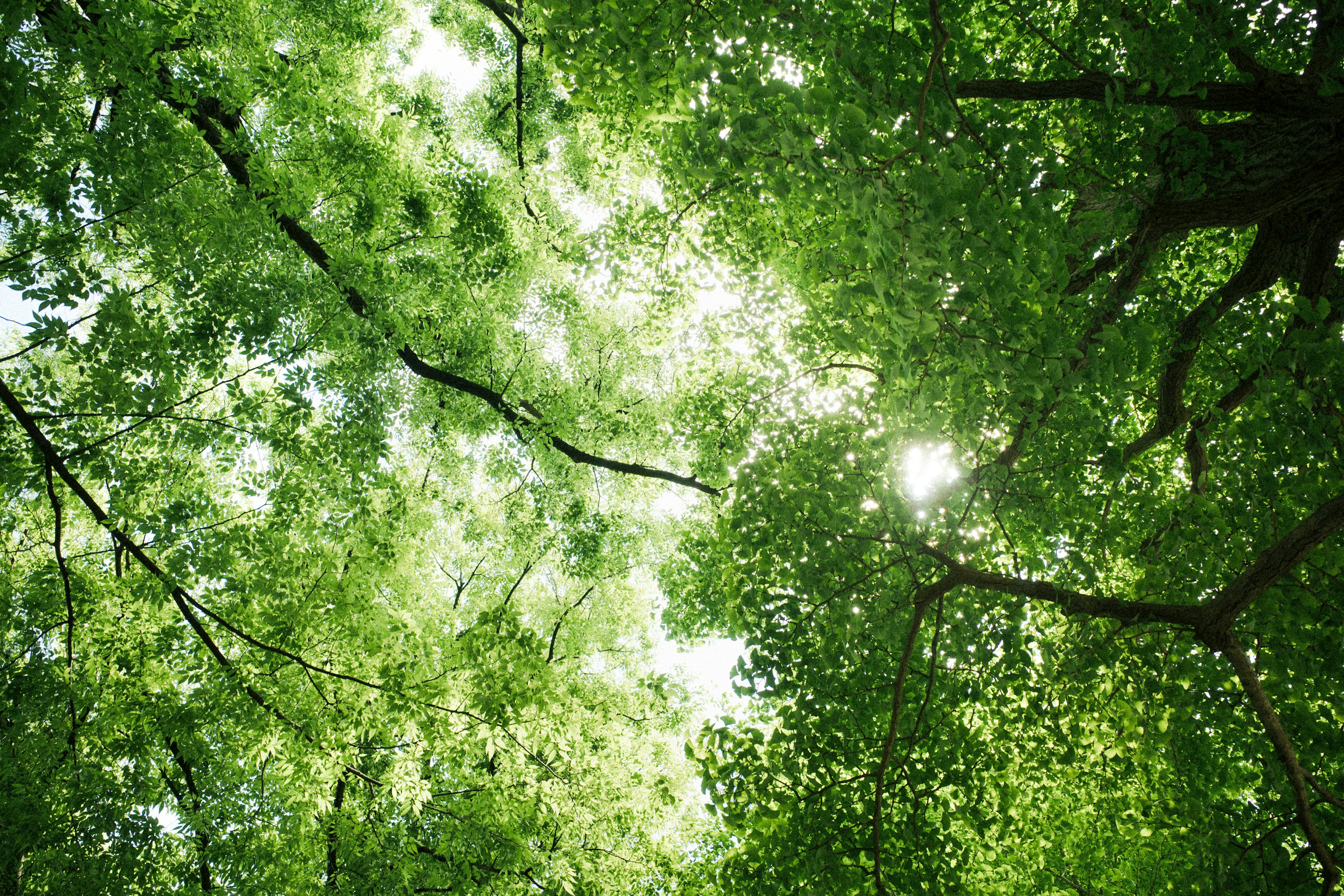 Image of sunlight filtering through lush green leaves