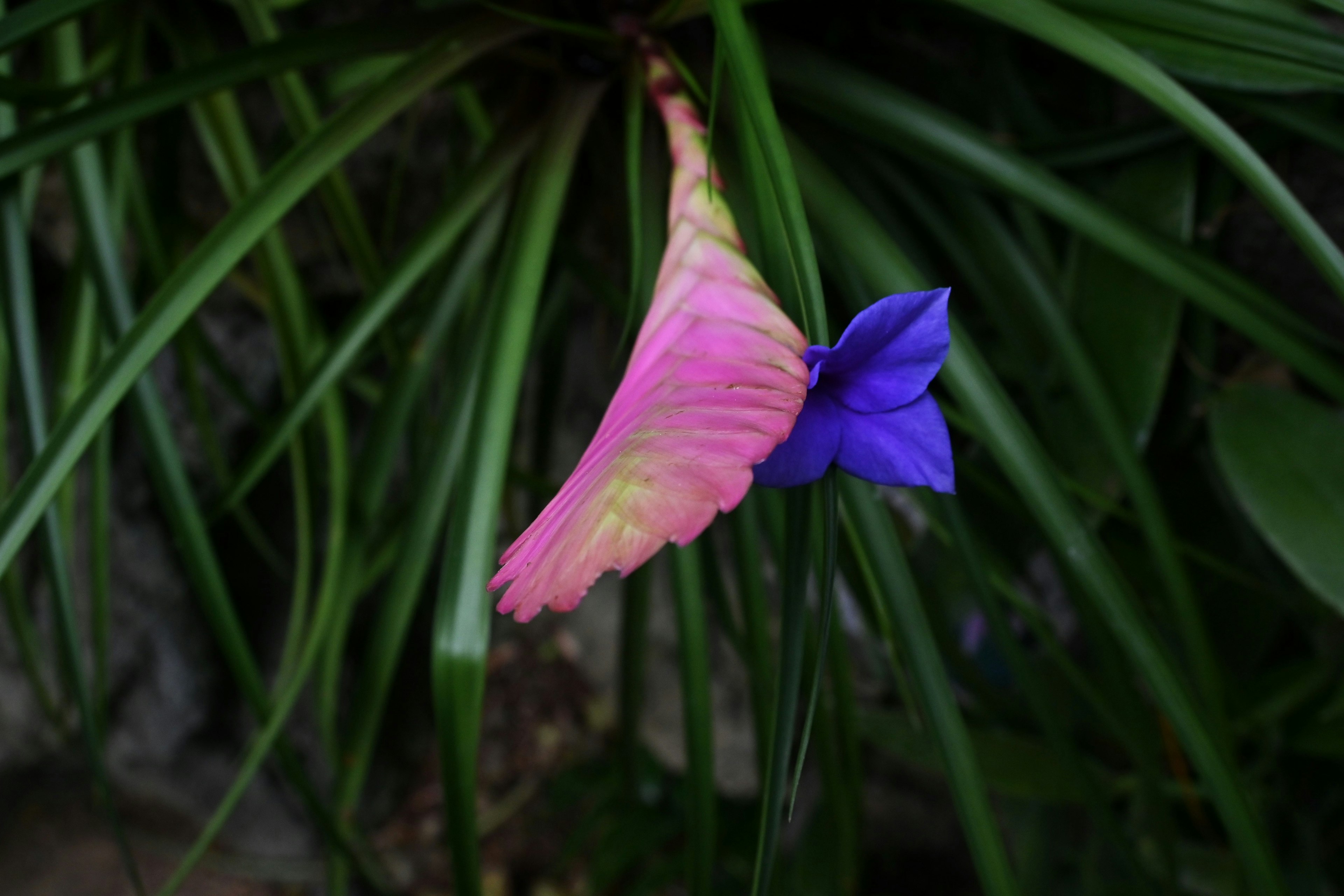 Fiore rosa e viola vivace circondato da foglie verdi