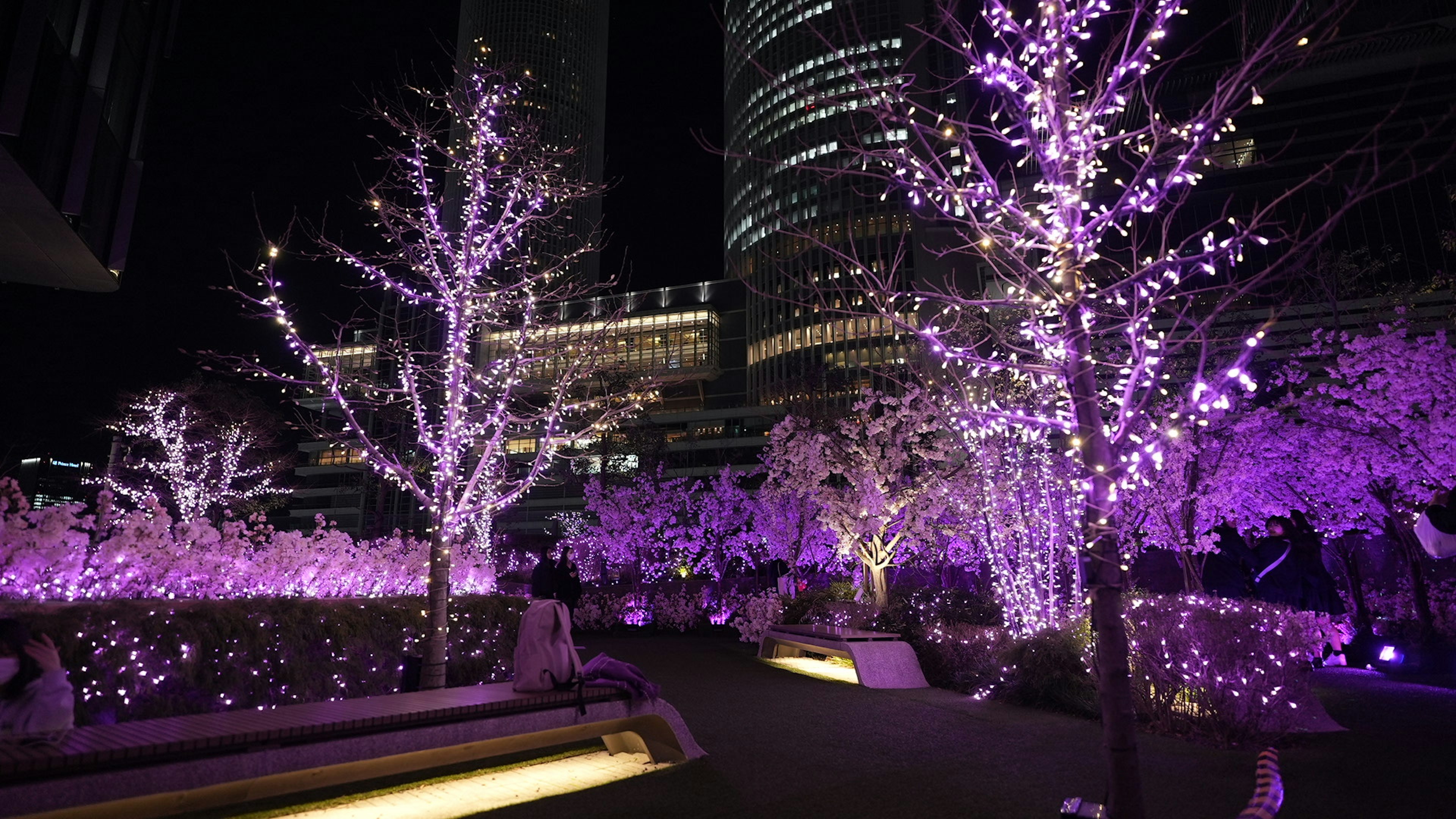 夜の紫色の光で装飾された木々と庭園