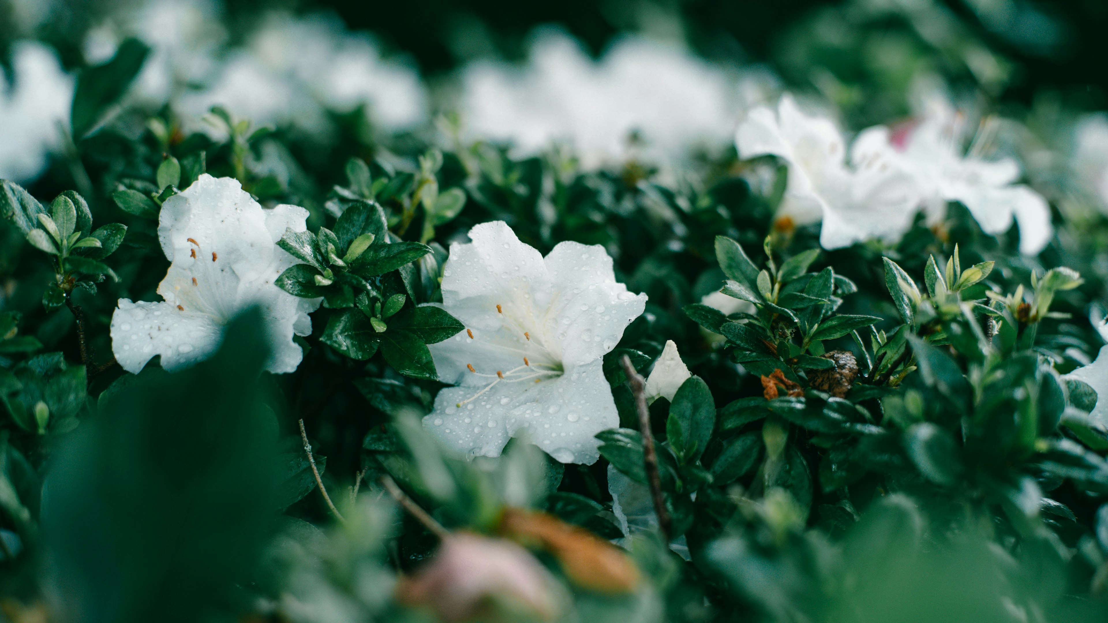 白いツツジの花が緑の葉に囲まれている