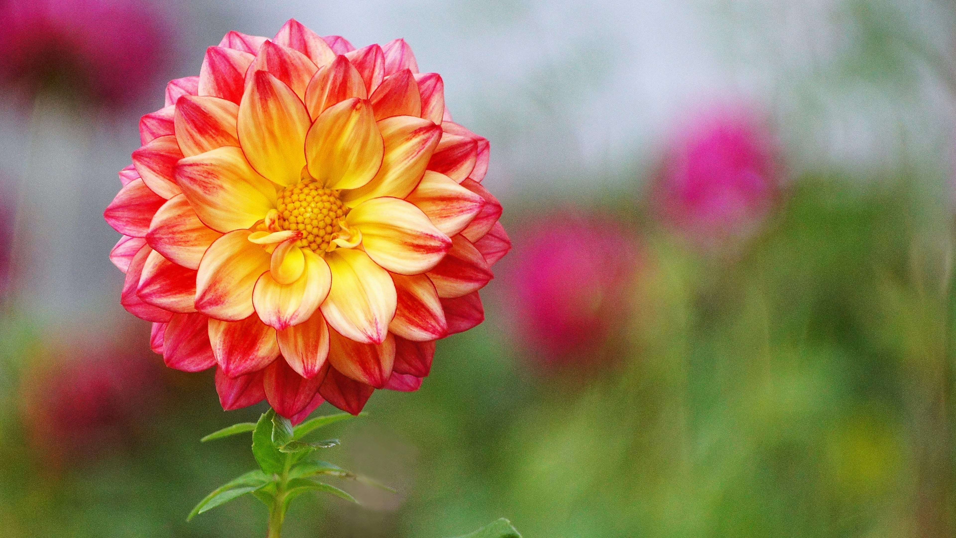 Leuchtende orange und gelbe Dahlienblüte