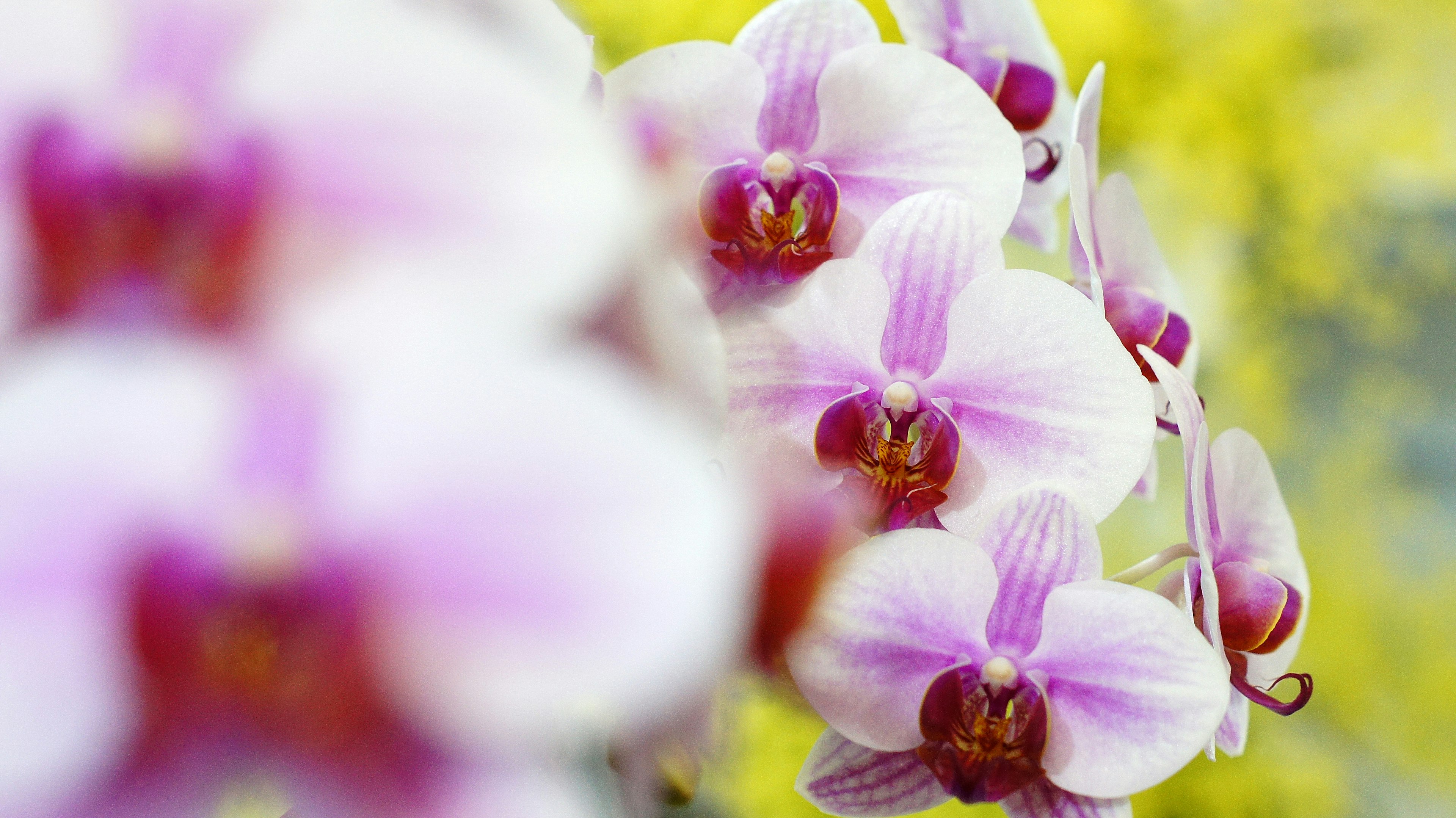 Primer plano de hermosas orquídeas moradas con desenfoque