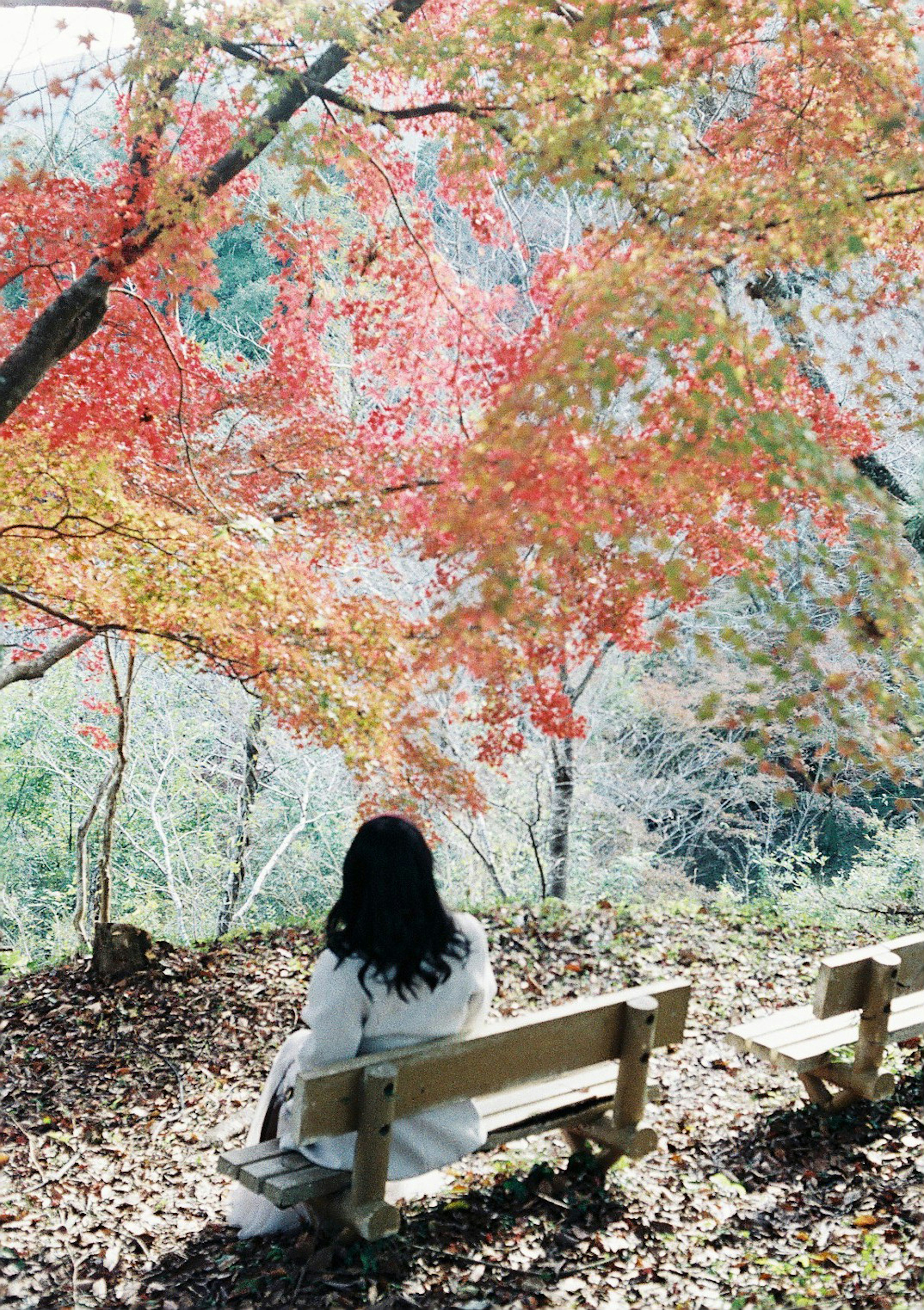 紅葉の下で座っている女性の後ろ姿