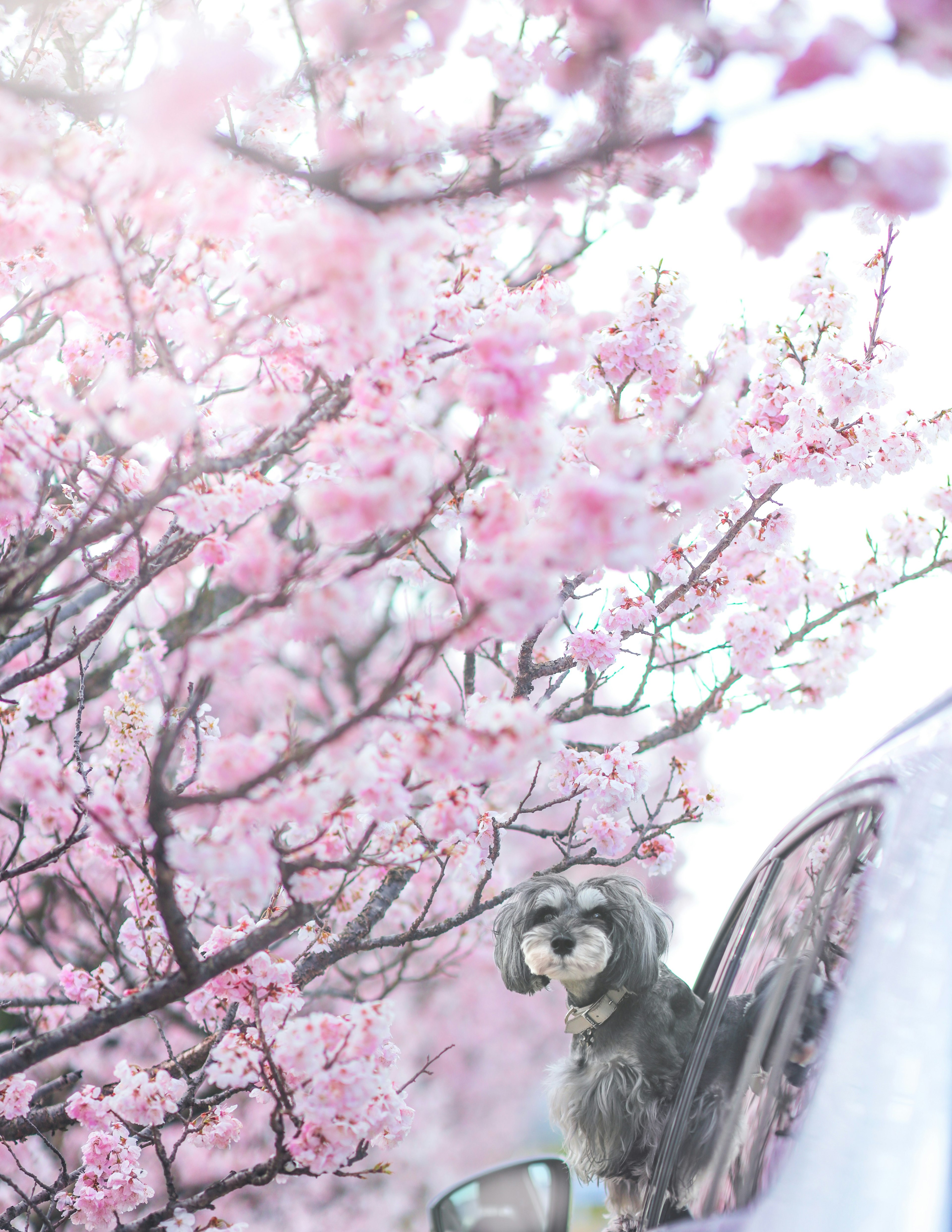 Dog peeking out of a car surrounded by cherry blossoms