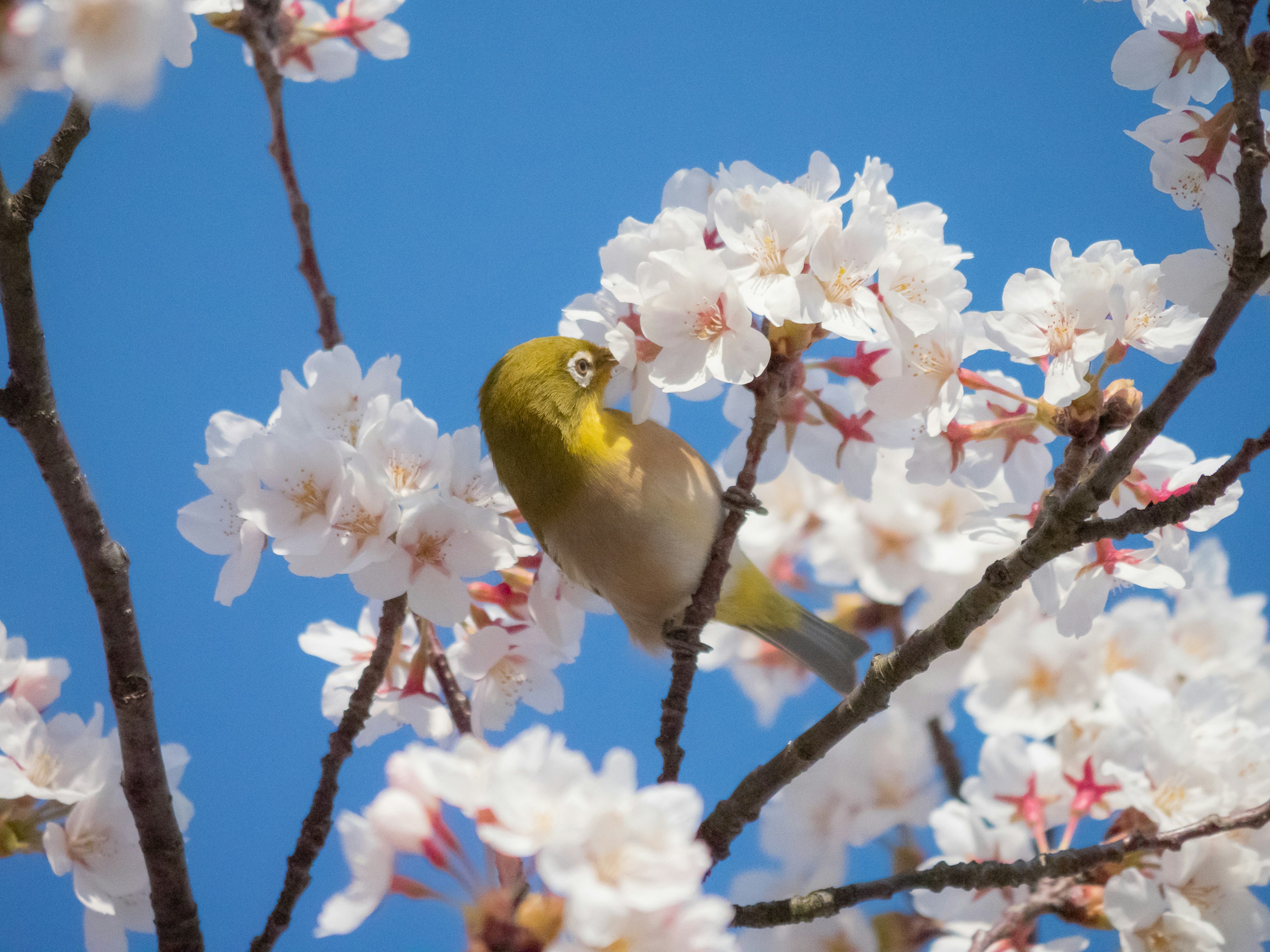 A Japanese white-eye bird among cherry blossoms against a blue sky