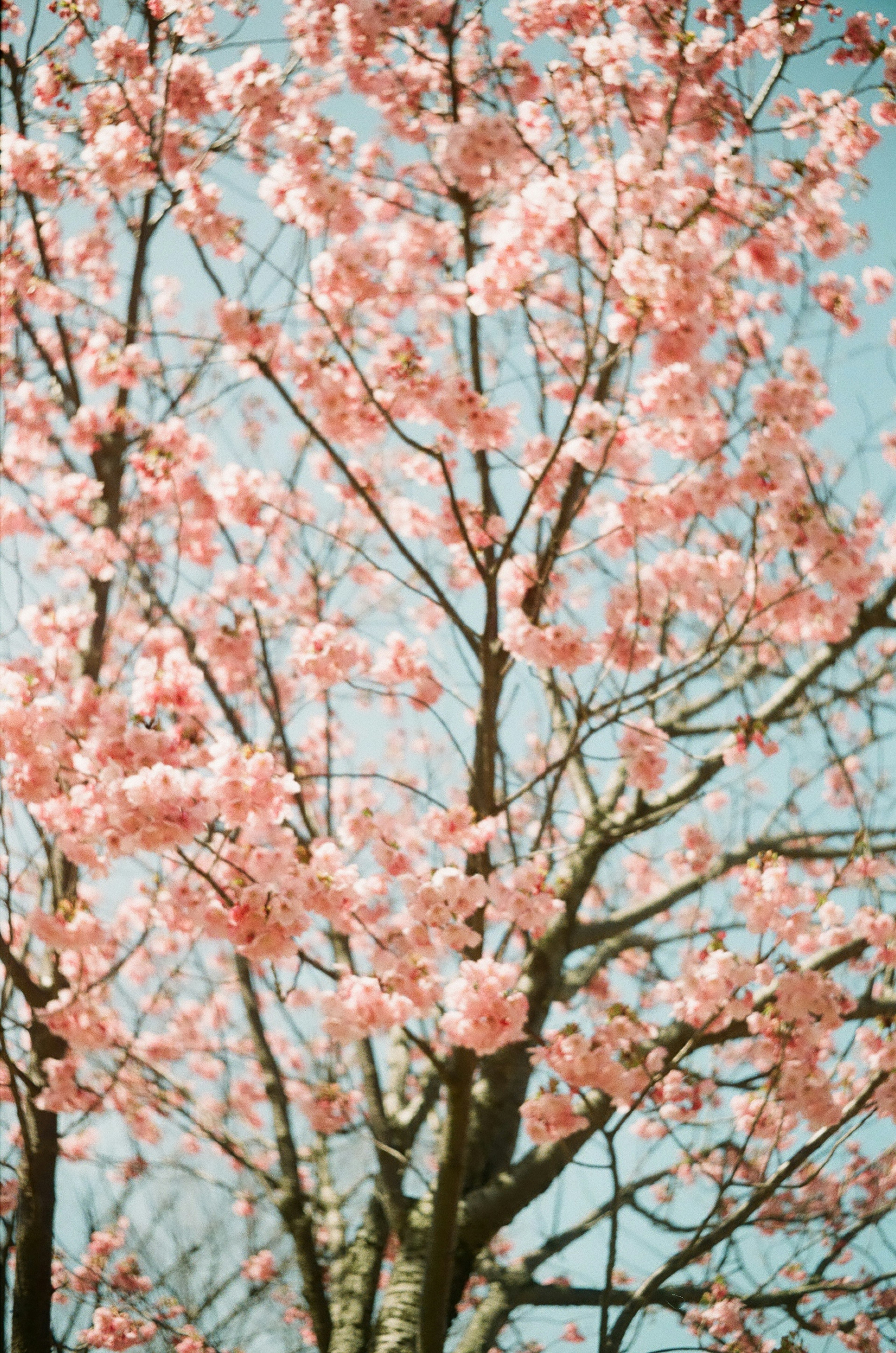 Pohon sakura mekar di bawah langit biru