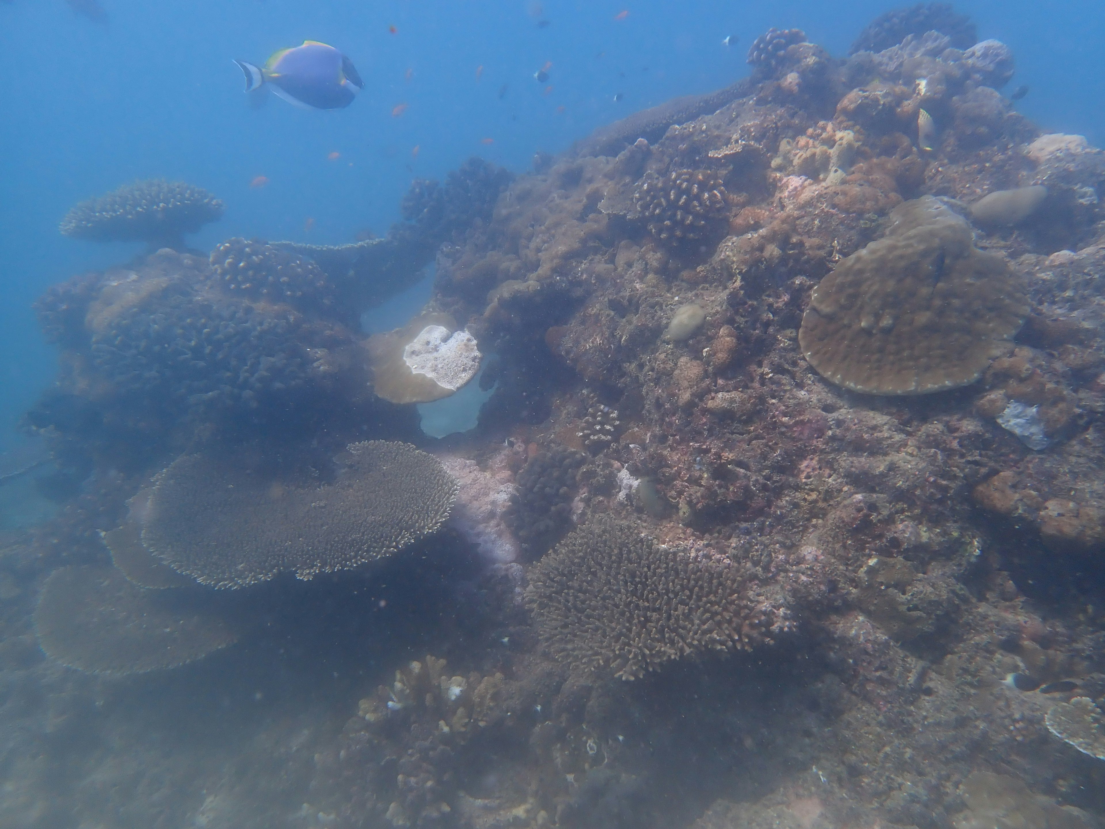 Rifugio corallino e pesce nell'acqua blu dell'oceano