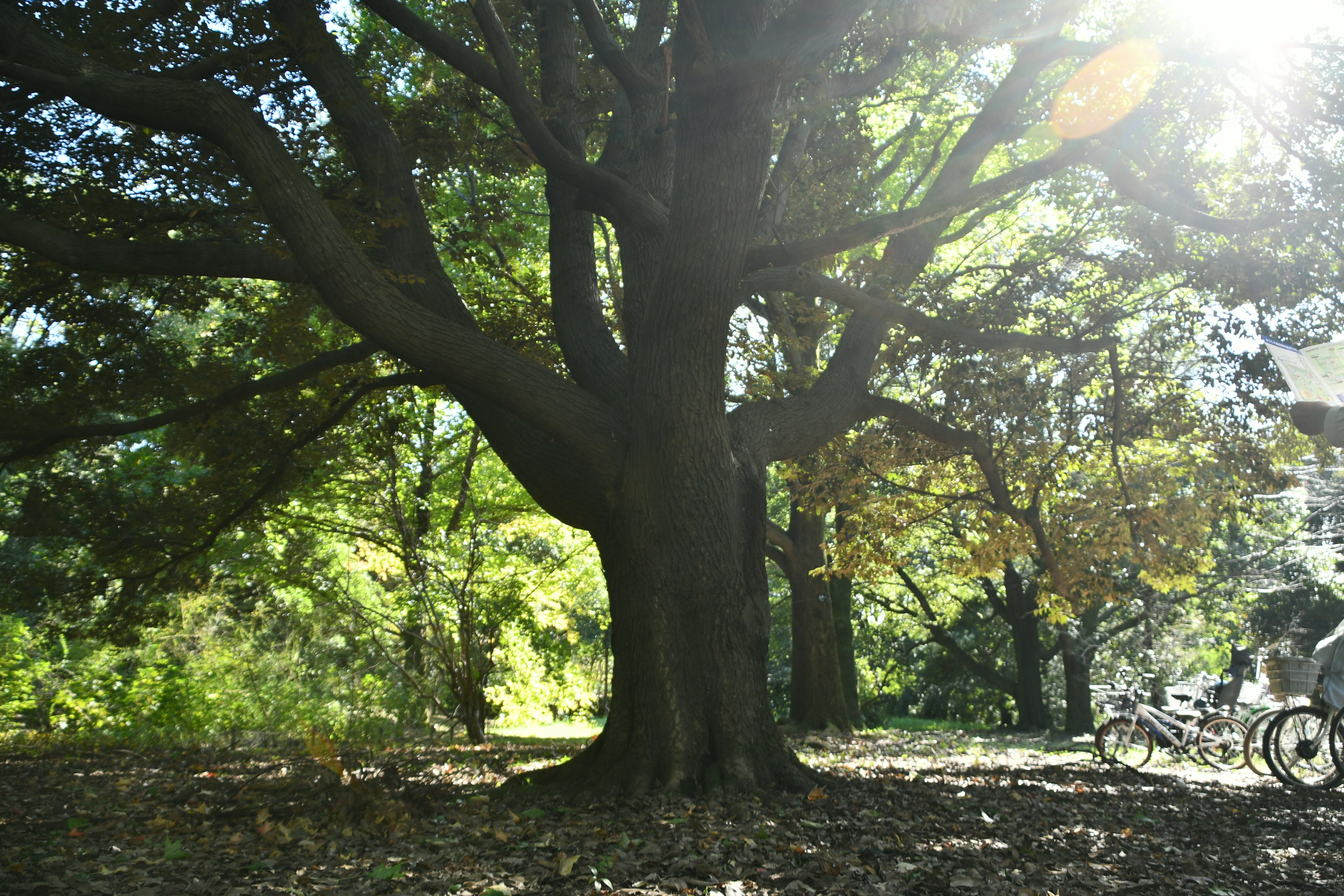 A large tree with sunlight filtering through in a park setting