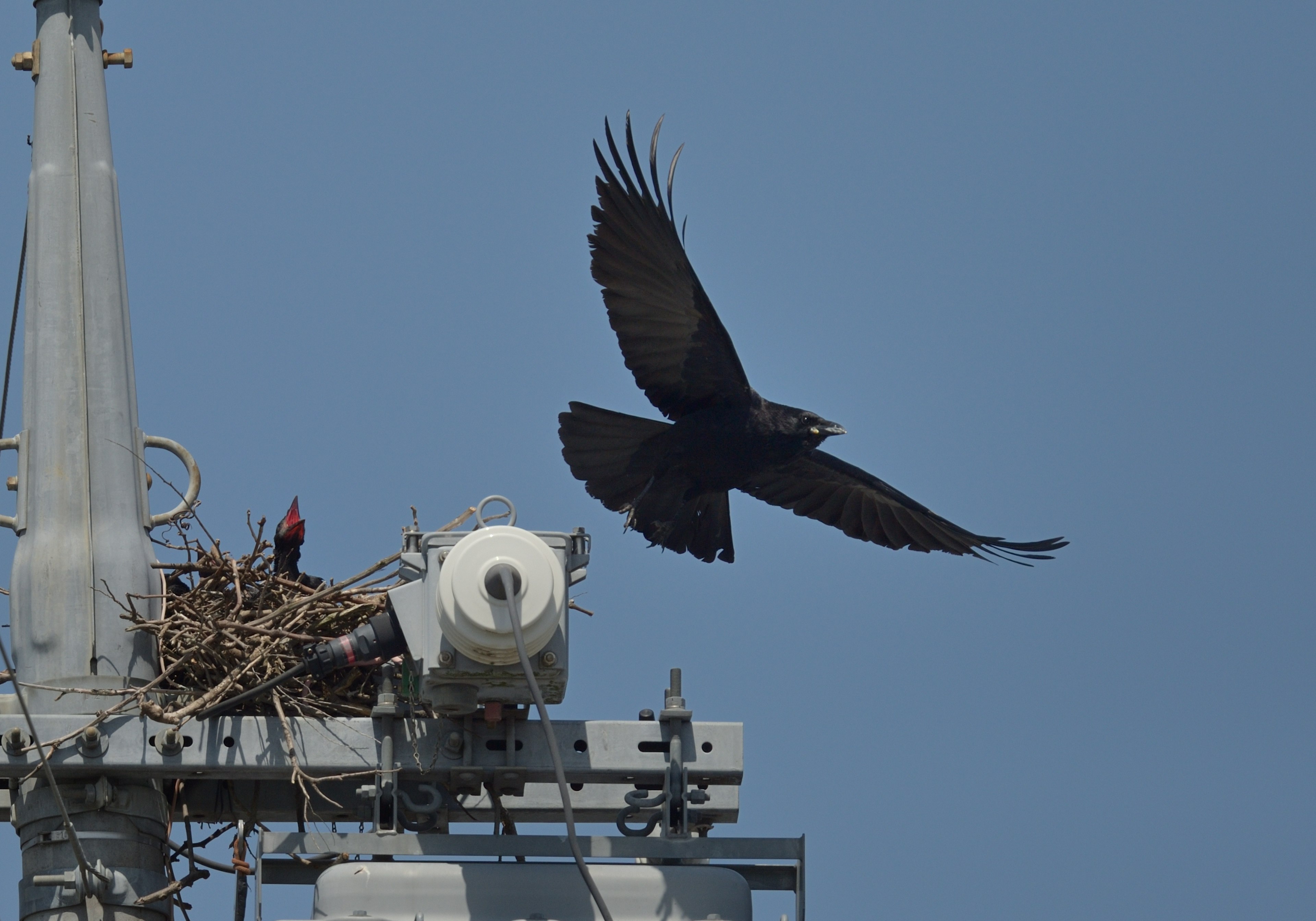 A black hawk flying from a nest atop a communication tower