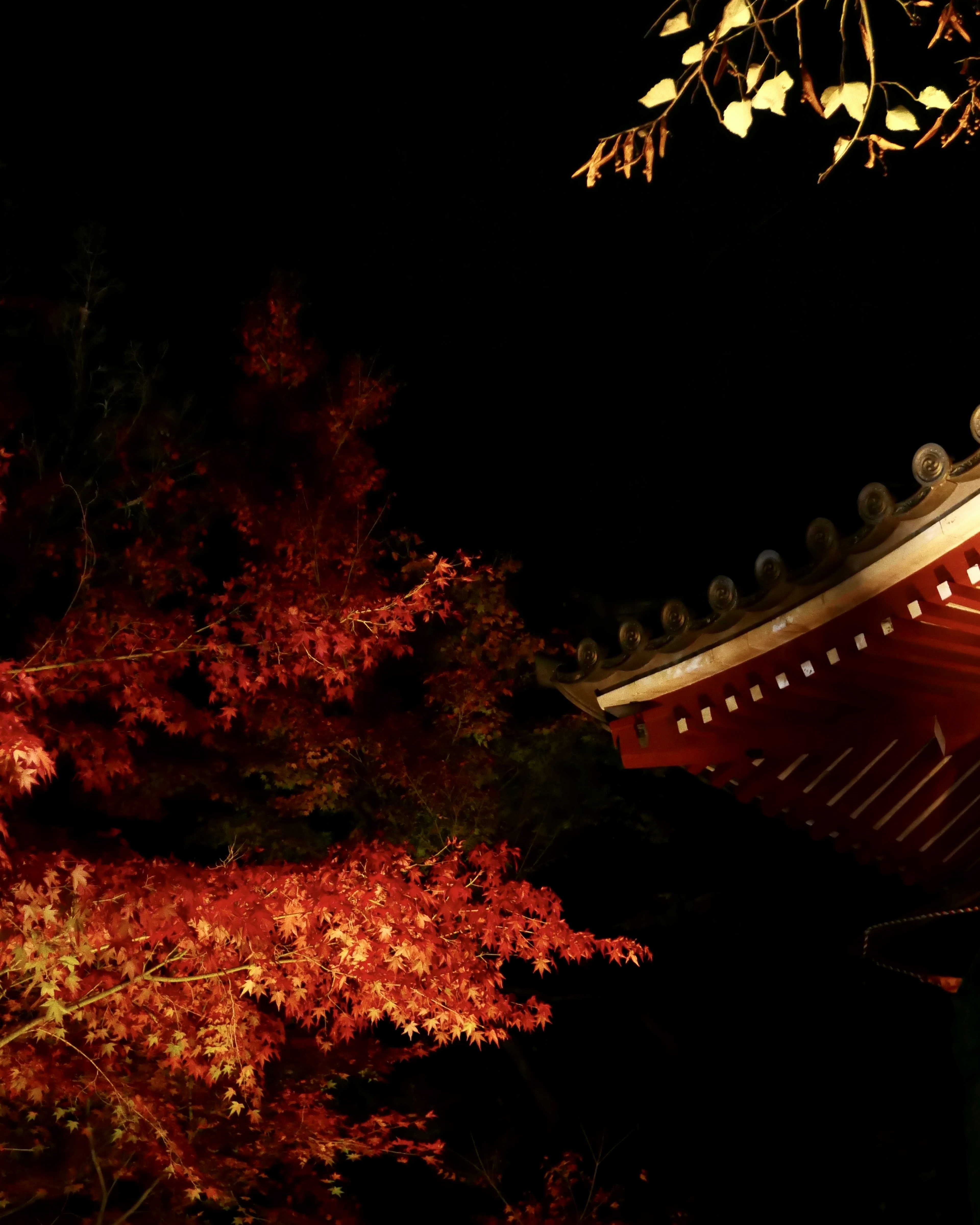 夜に照らされた赤い紅葉と伝統的な屋根