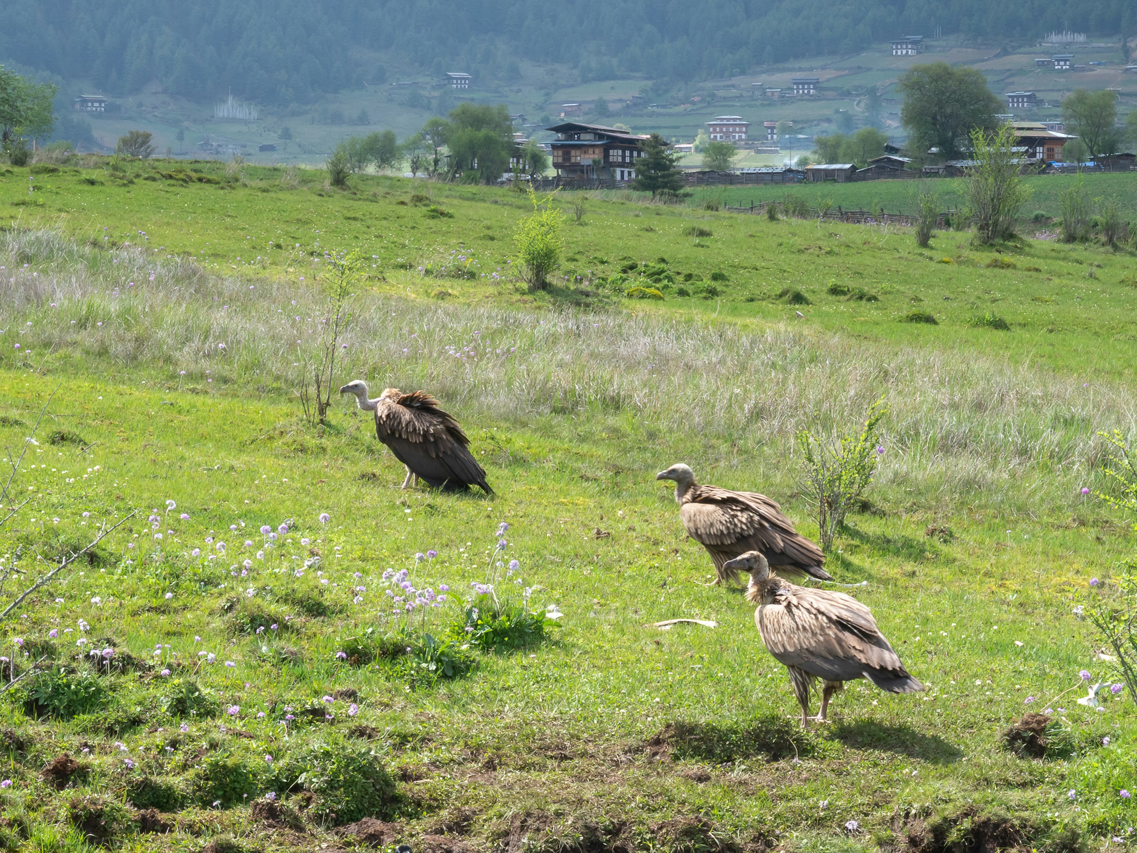 Tre avvoltoi che riposano su un campo erboso con case in lontananza