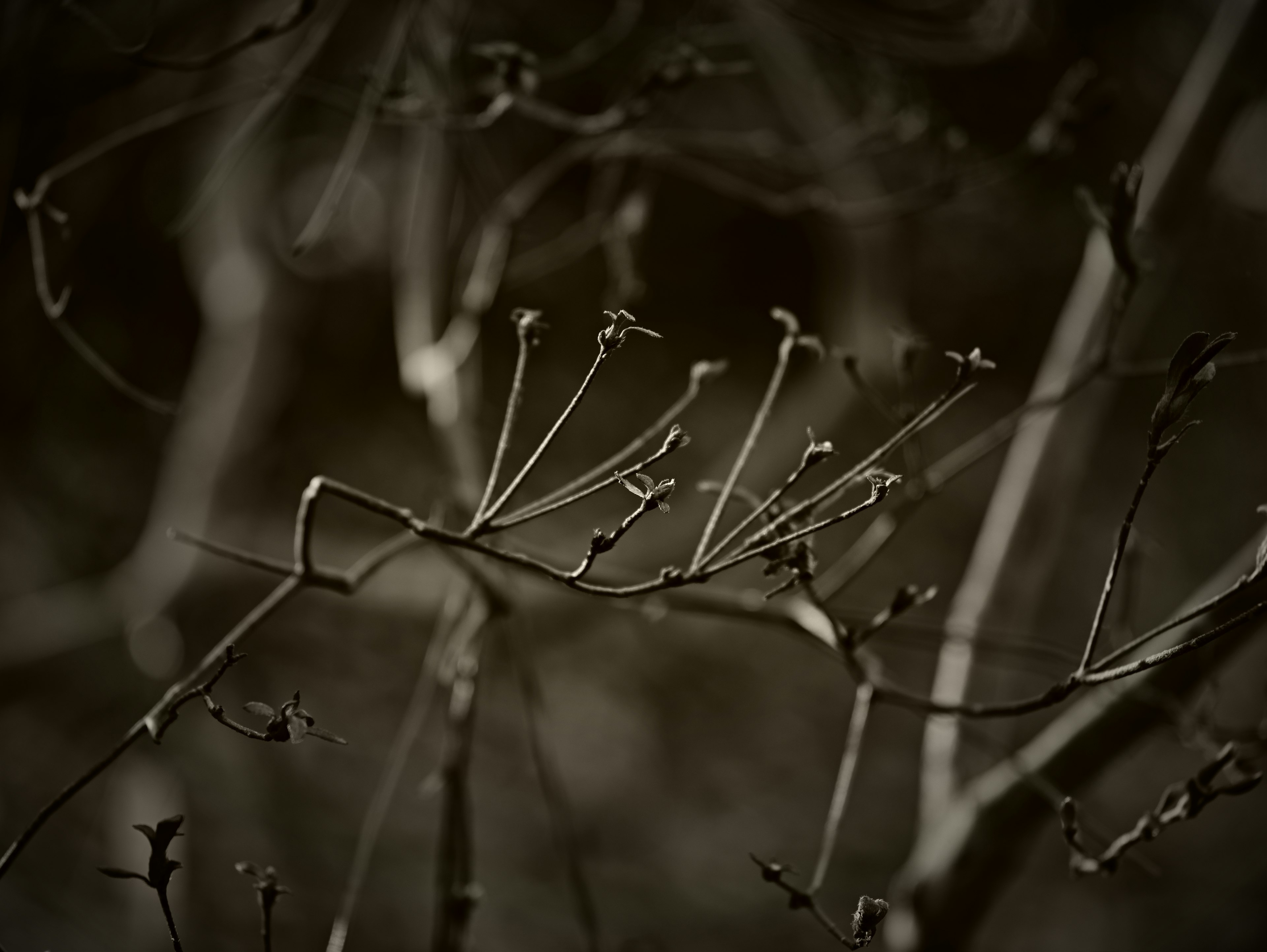 Monochrome Bild von dünnen Ästen mit Knospen