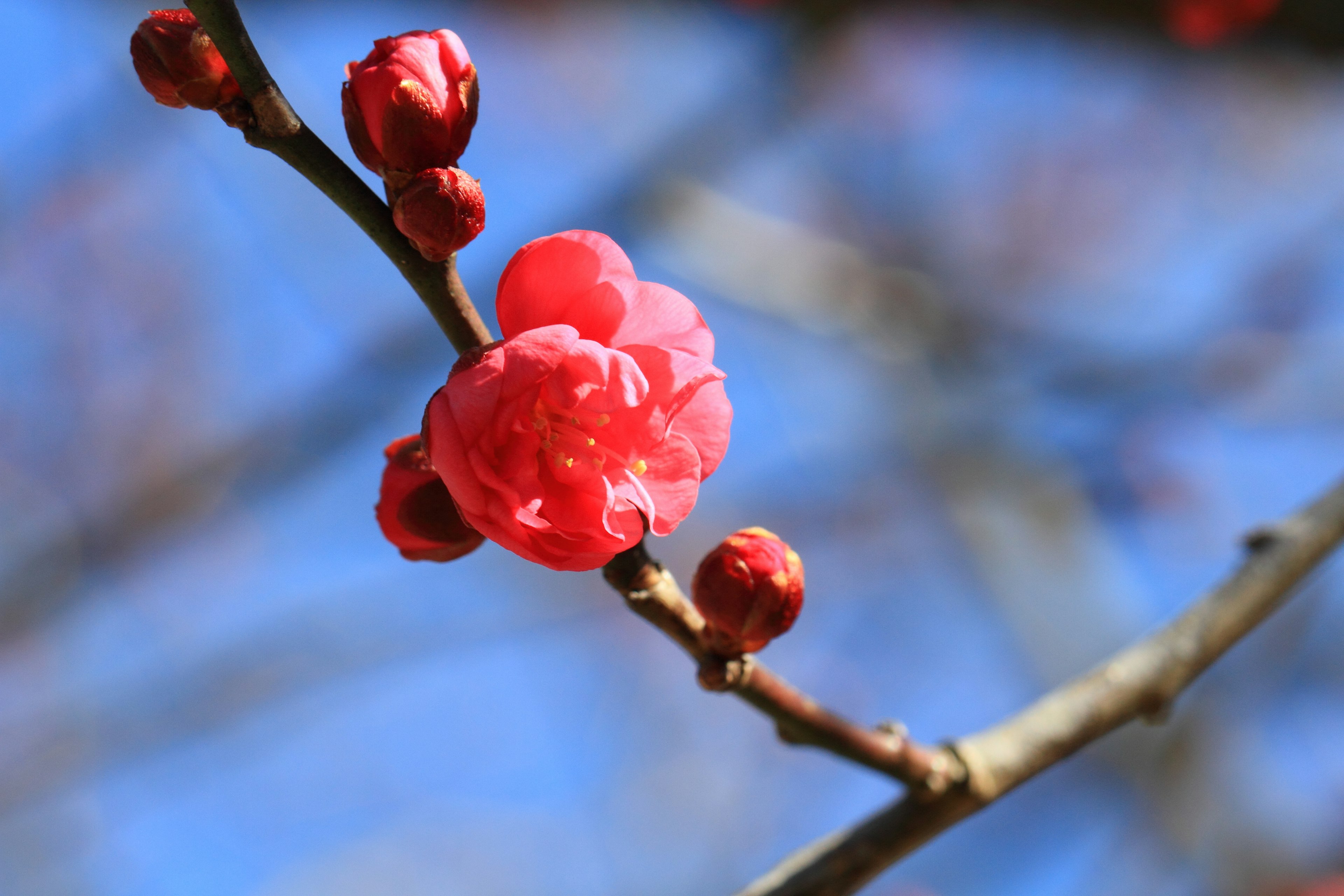 Nahaufnahme eines Zweigs mit roten Blüten und Knospen