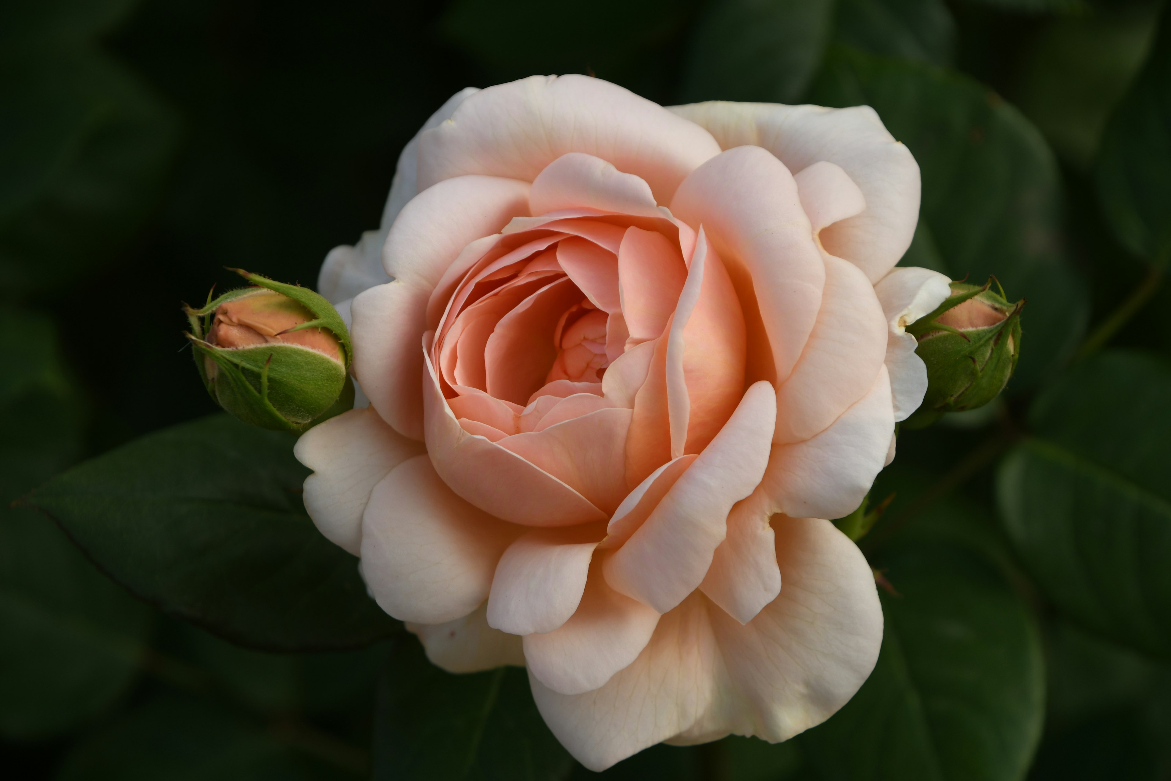 A pale pink rose flower with green buds surrounded by dark green leaves