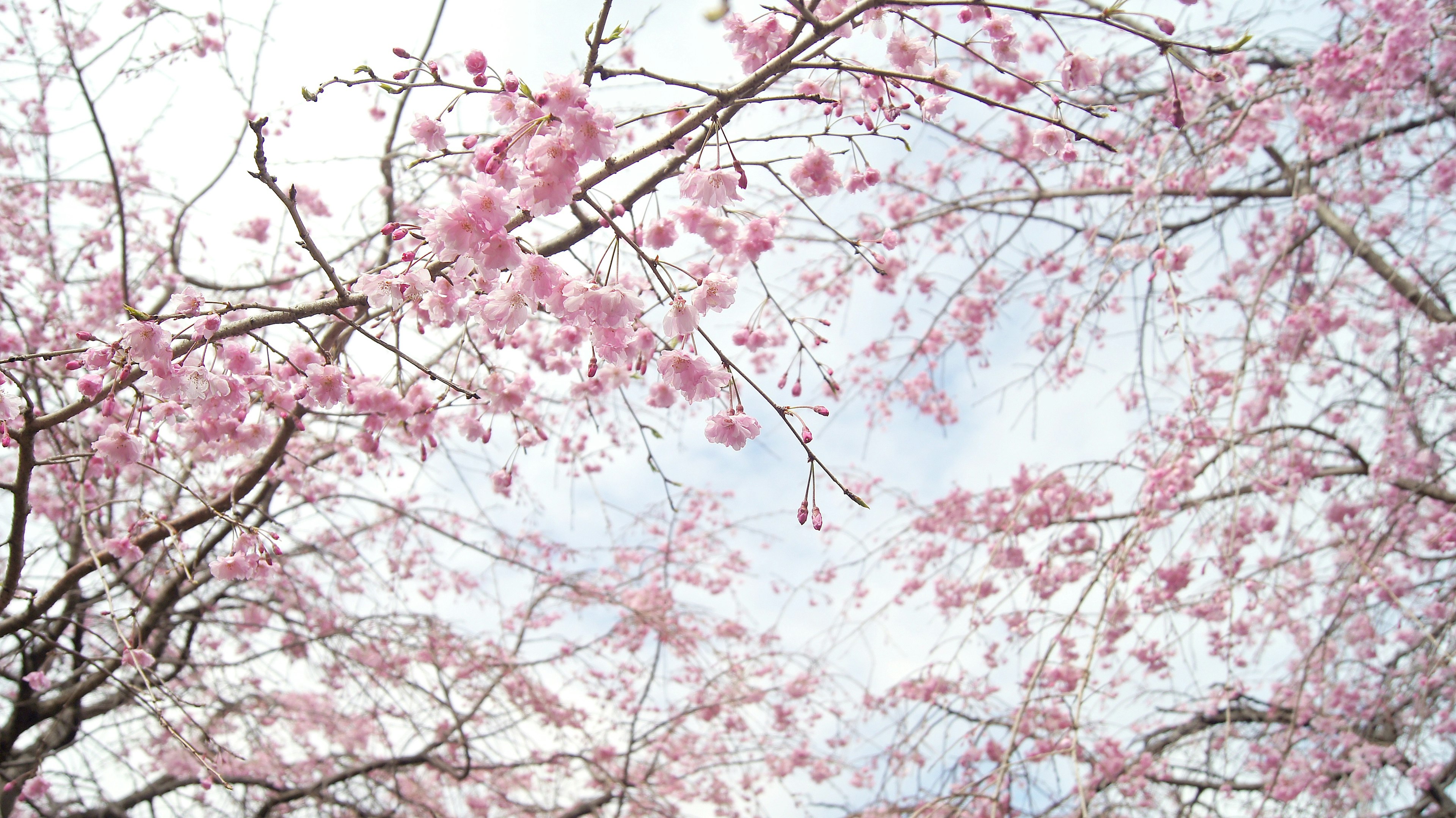 Kedekatan cabang dengan bunga sakura berwarna merah muda terang