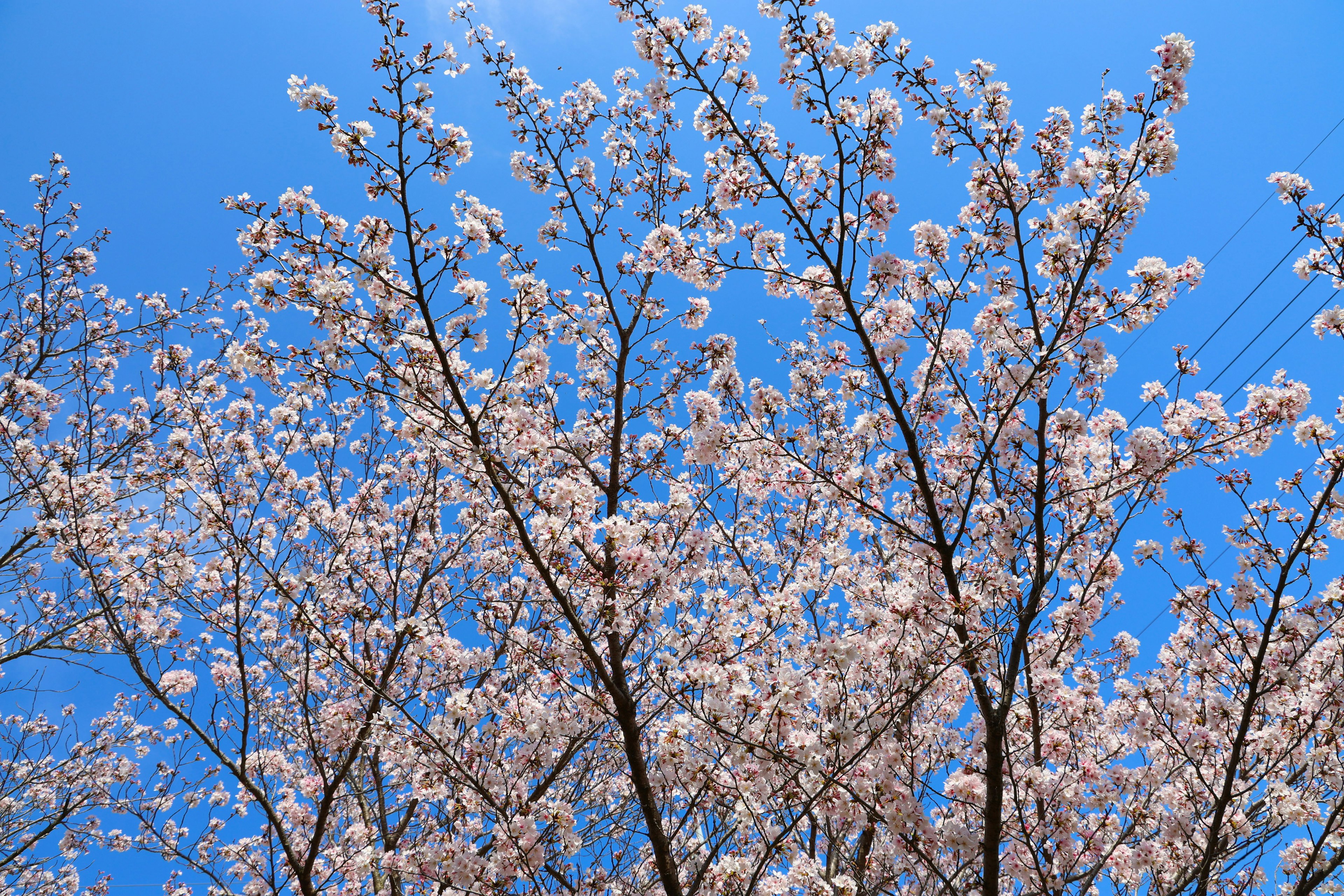 Bella silhouette di fiori di ciliegio contro un cielo blu