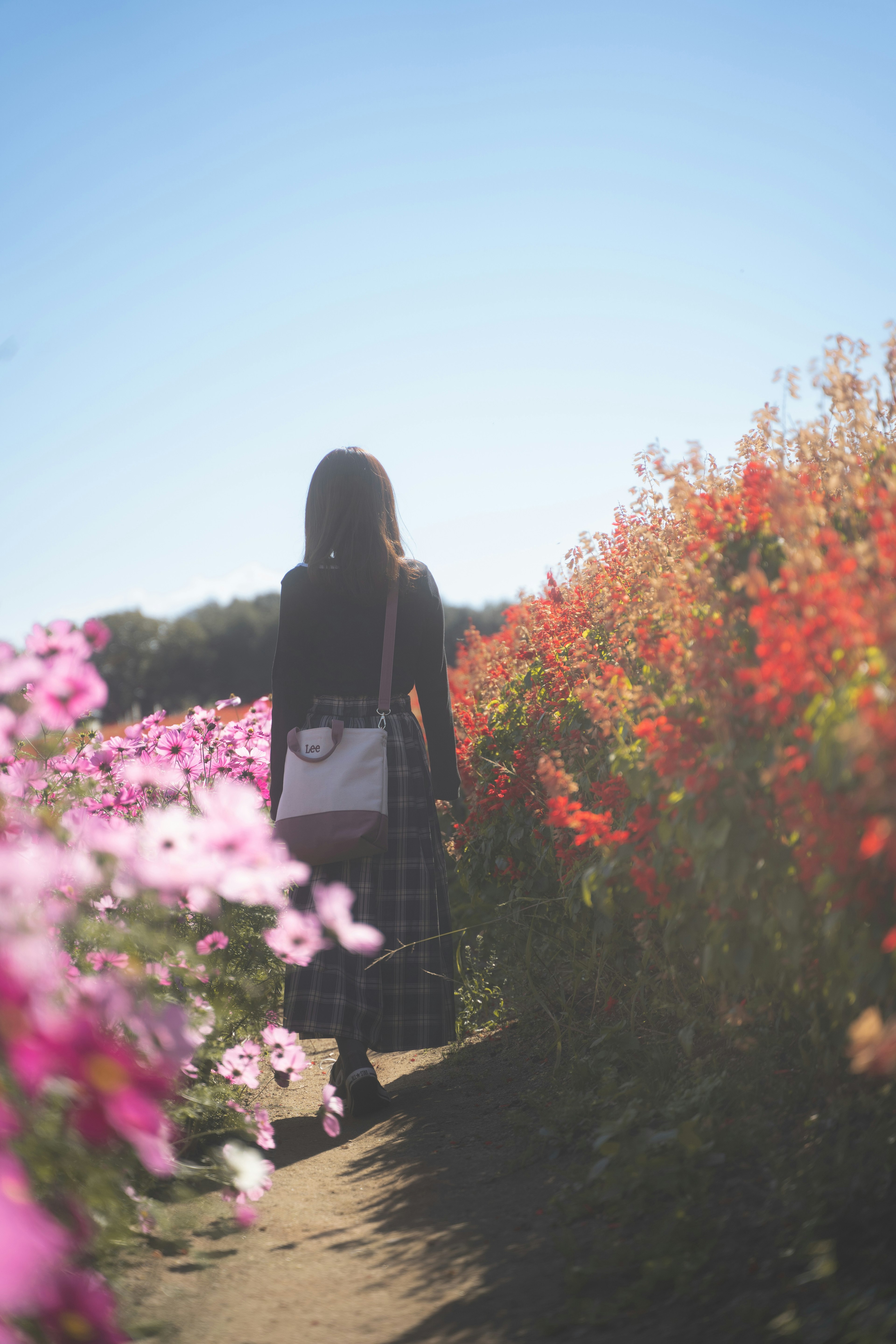 花畑を歩く女性の後ろ姿青空と色とりどりの花が広がる風景