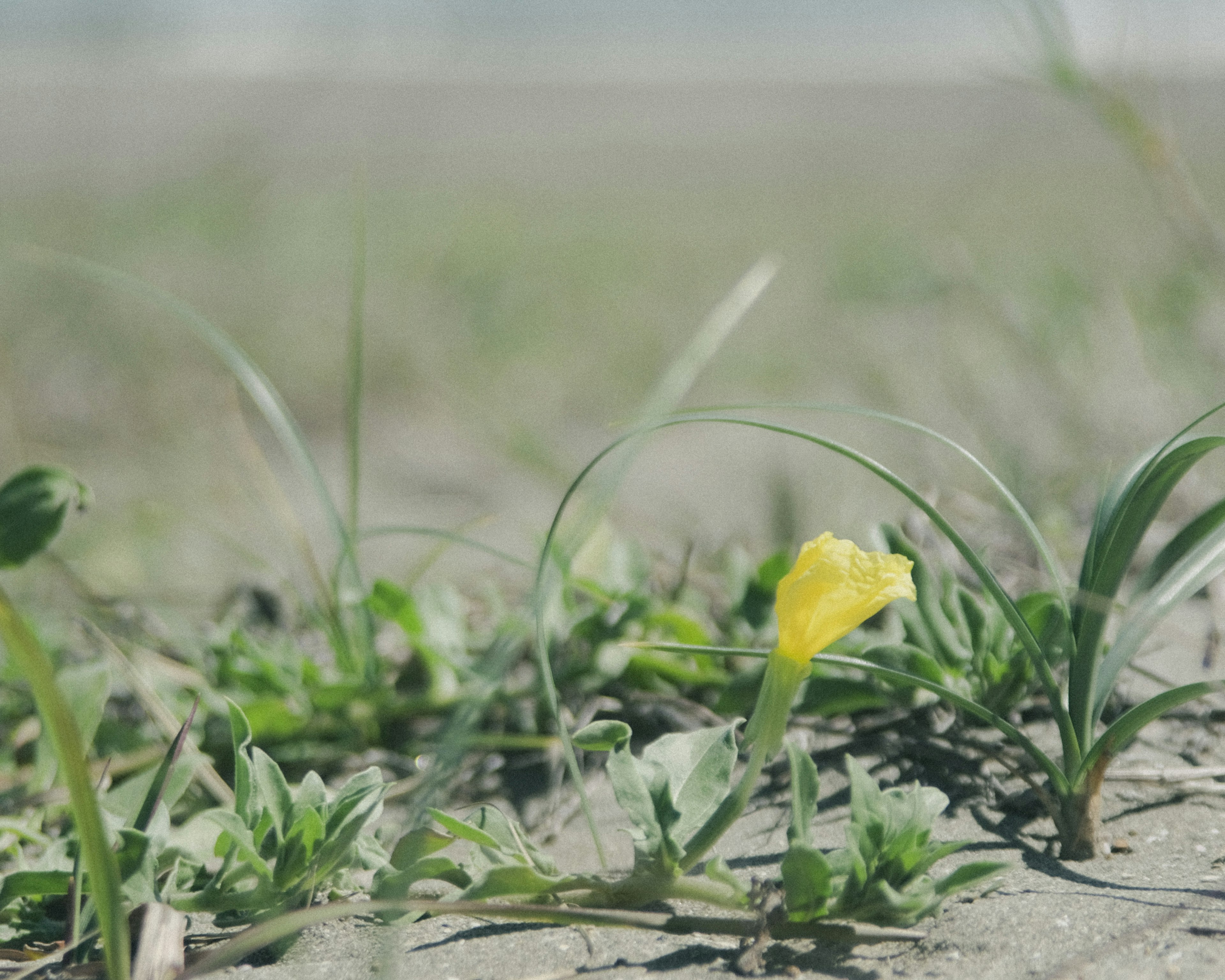 黄色い花と緑の草が生える風景