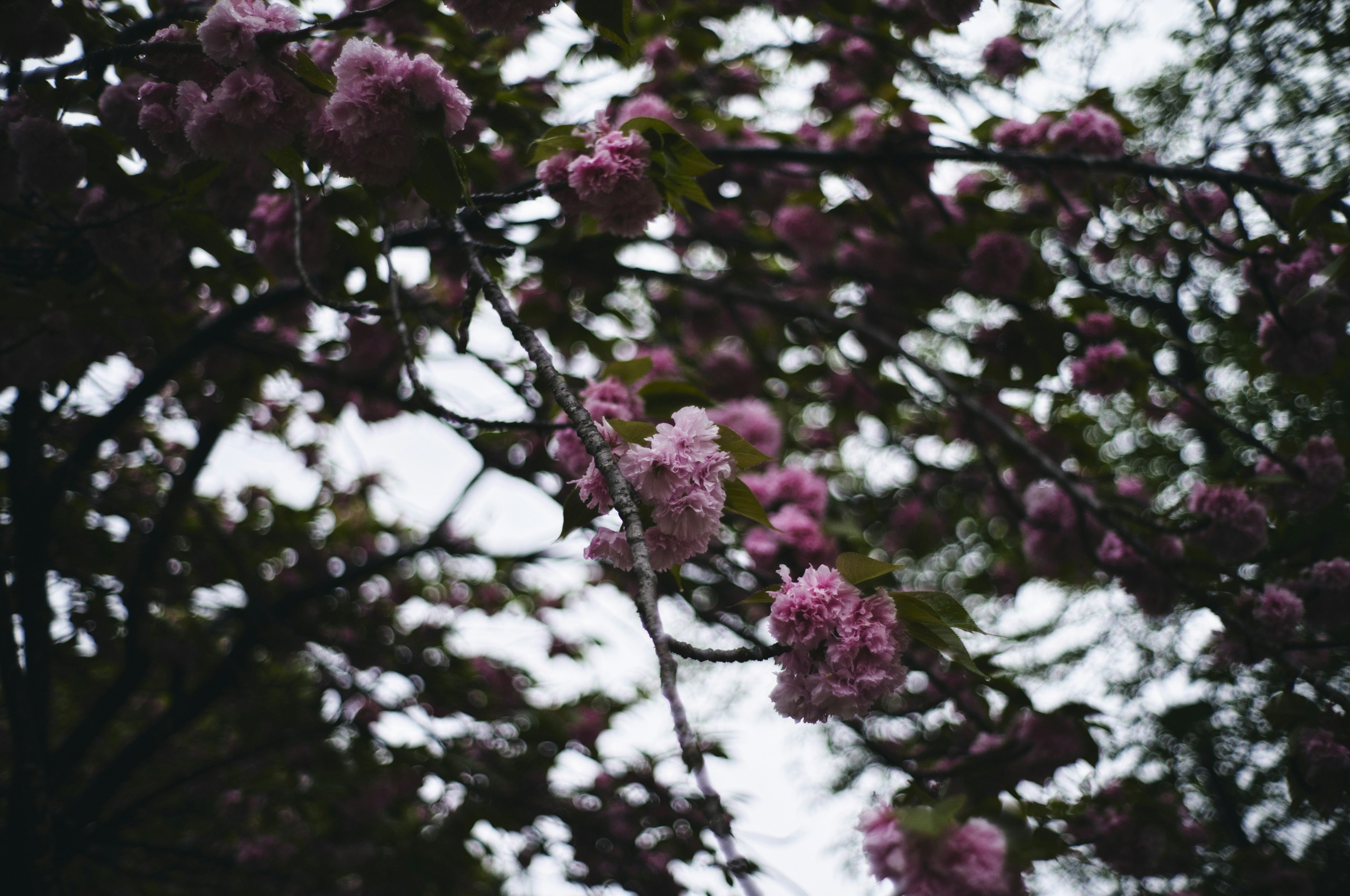 Fleurs de cerisier en fleurs roses sur des branches sous un ciel nuageux