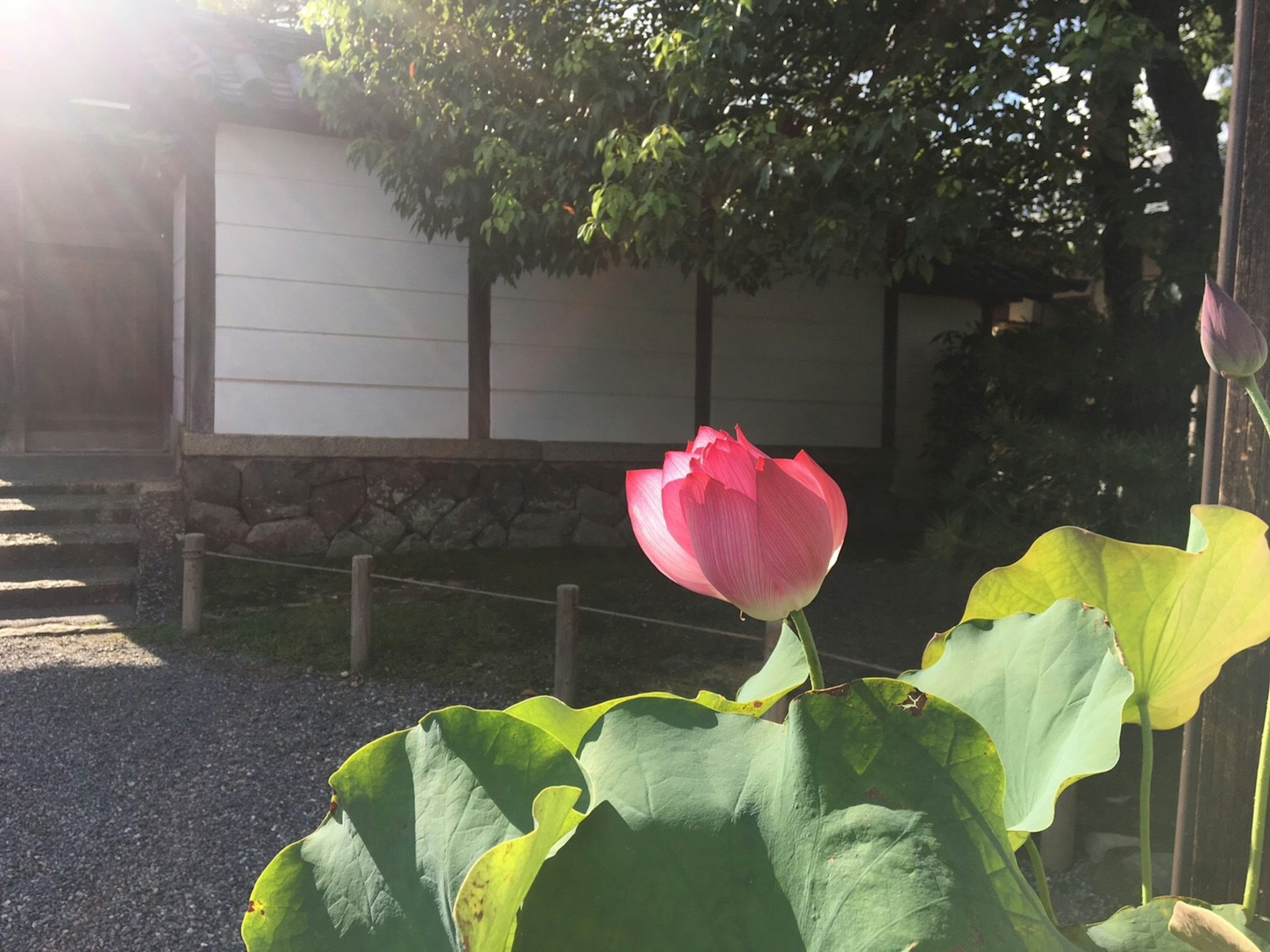 池の前に咲くピンクの蓮の花と背景の白い壁の建物