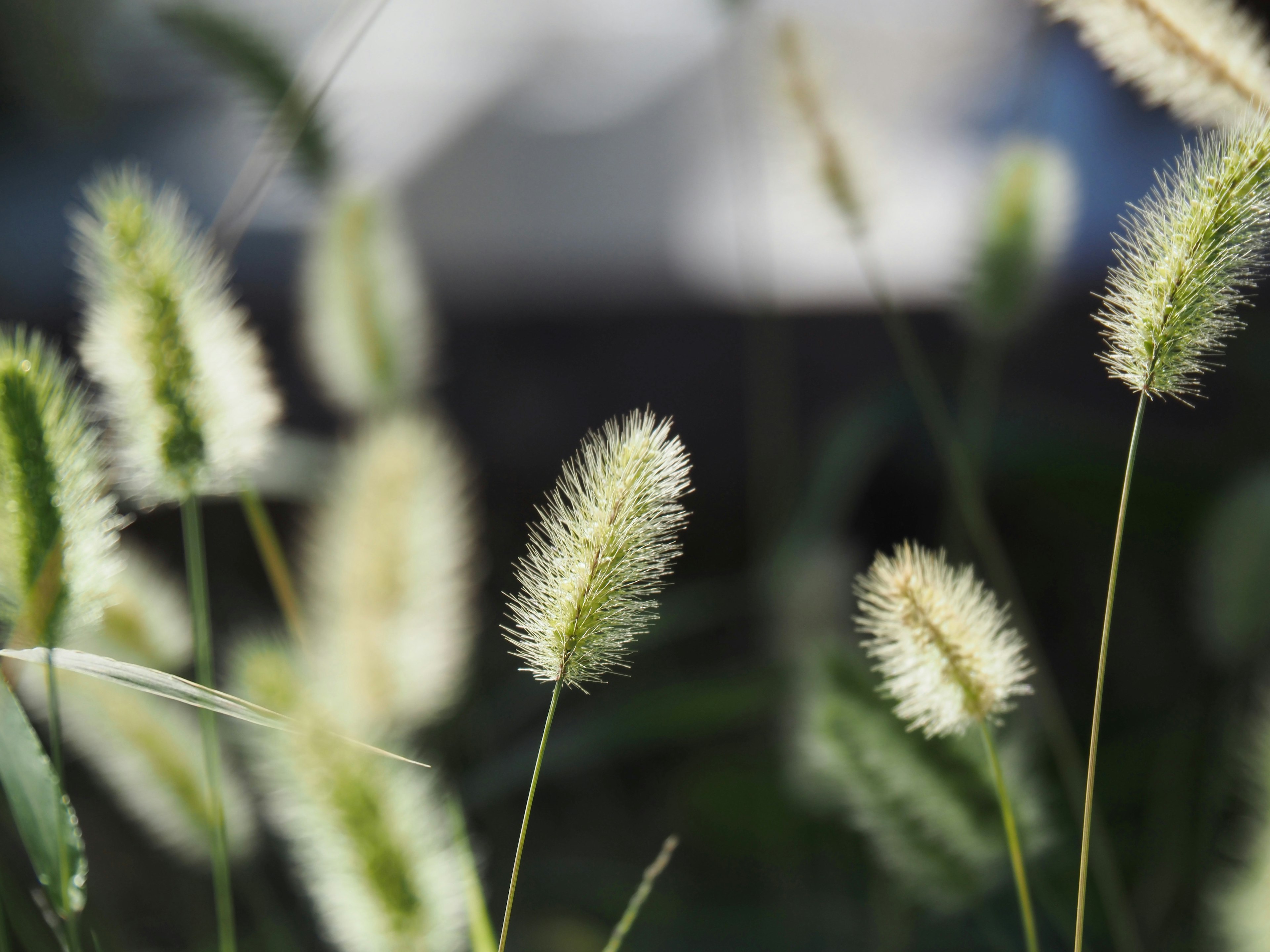 特写照片，白色蓬松尖刺的草