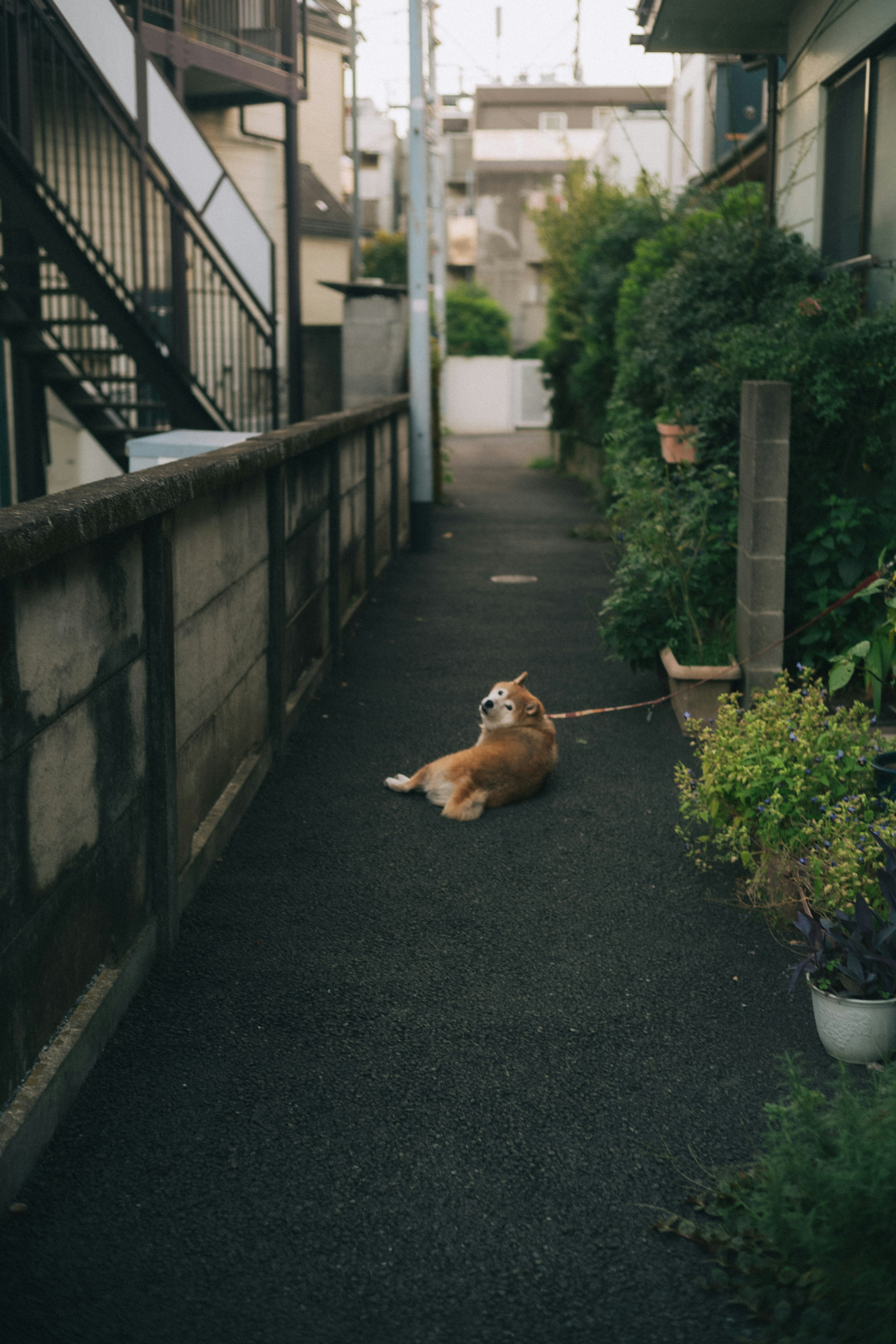 静かな路地に横たわる犬と緑の植物