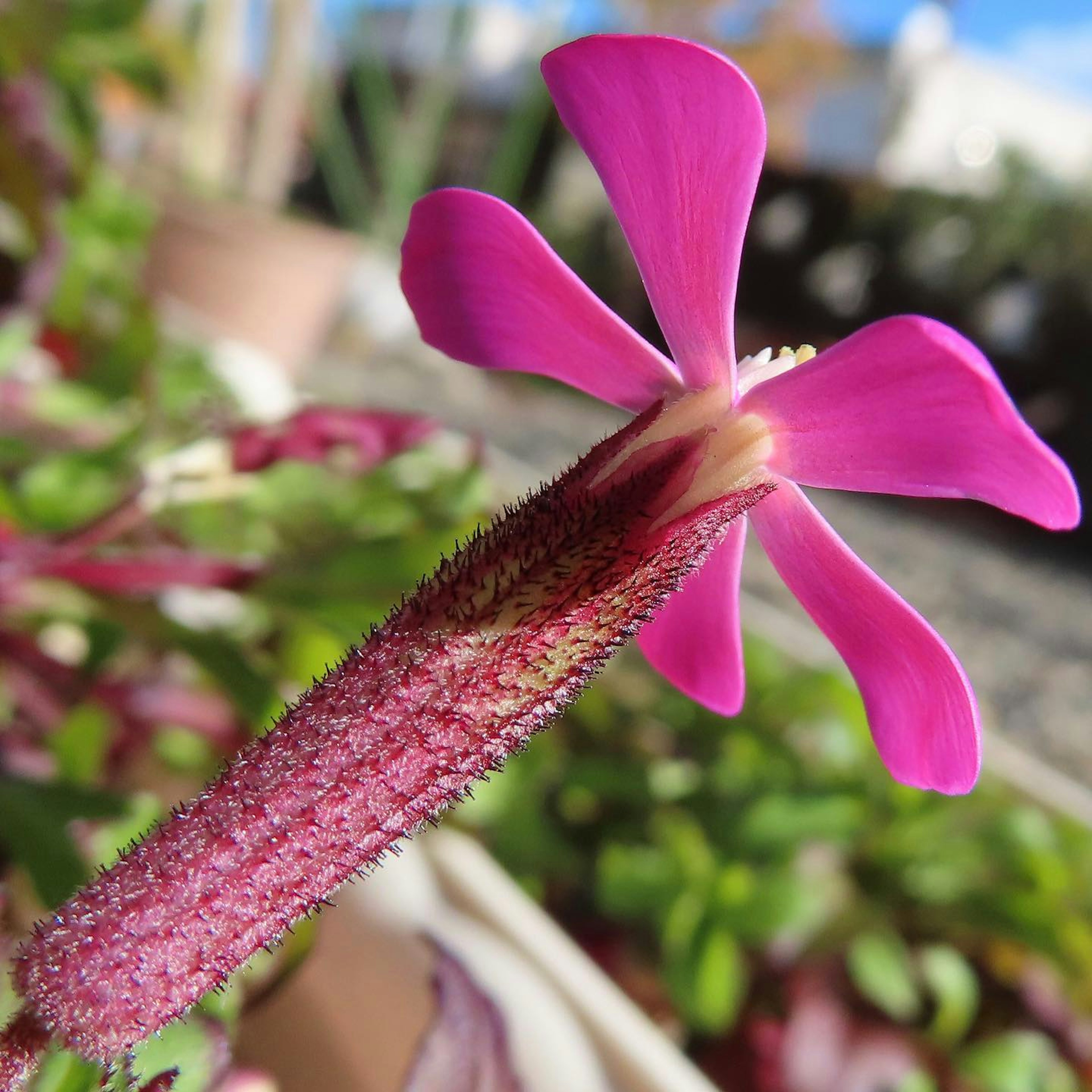 Primer plano de una planta con flor rosa vibrante y tallo largo