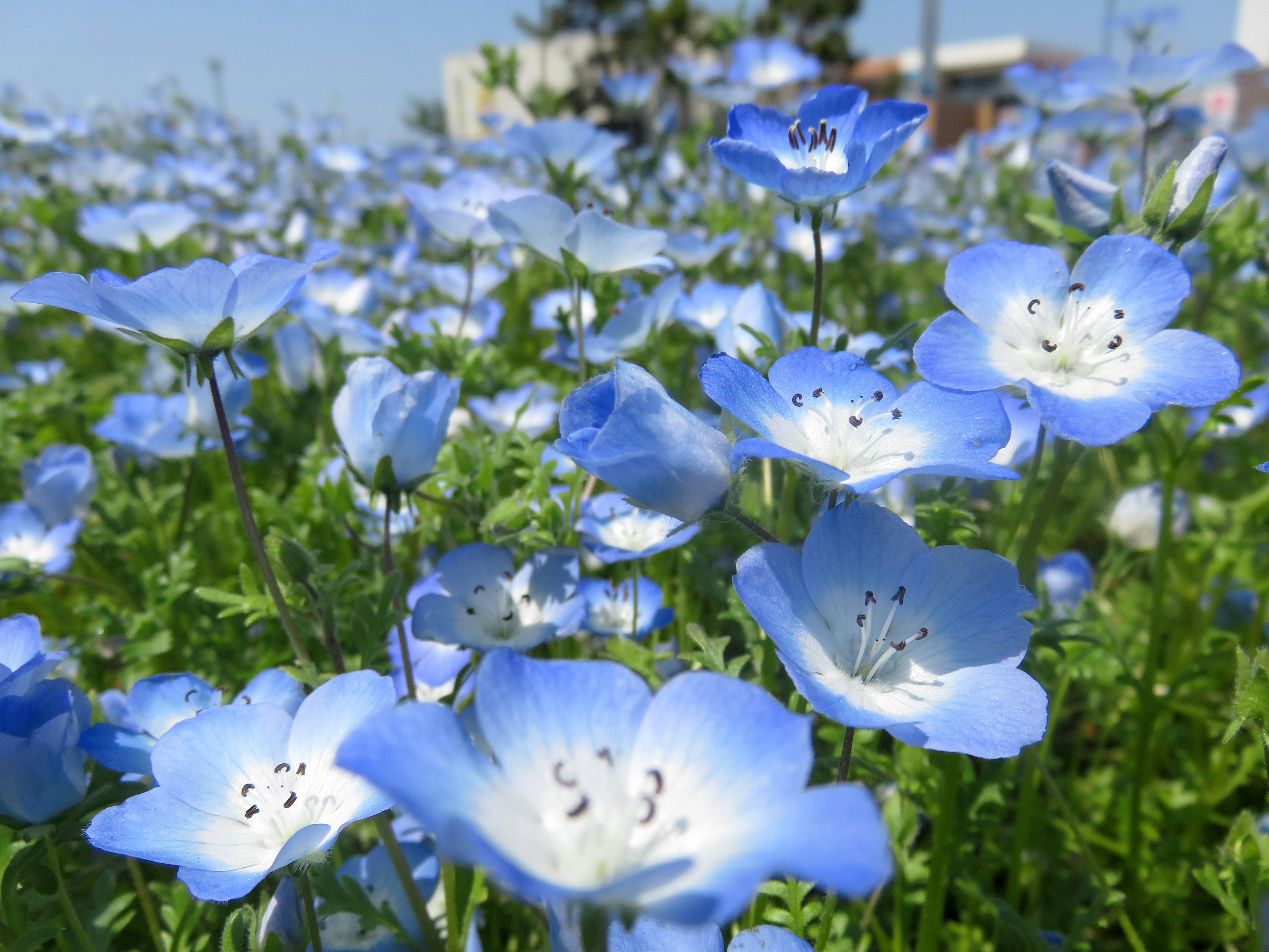 Campo de delicadas flores azules con follaje verde vibrante