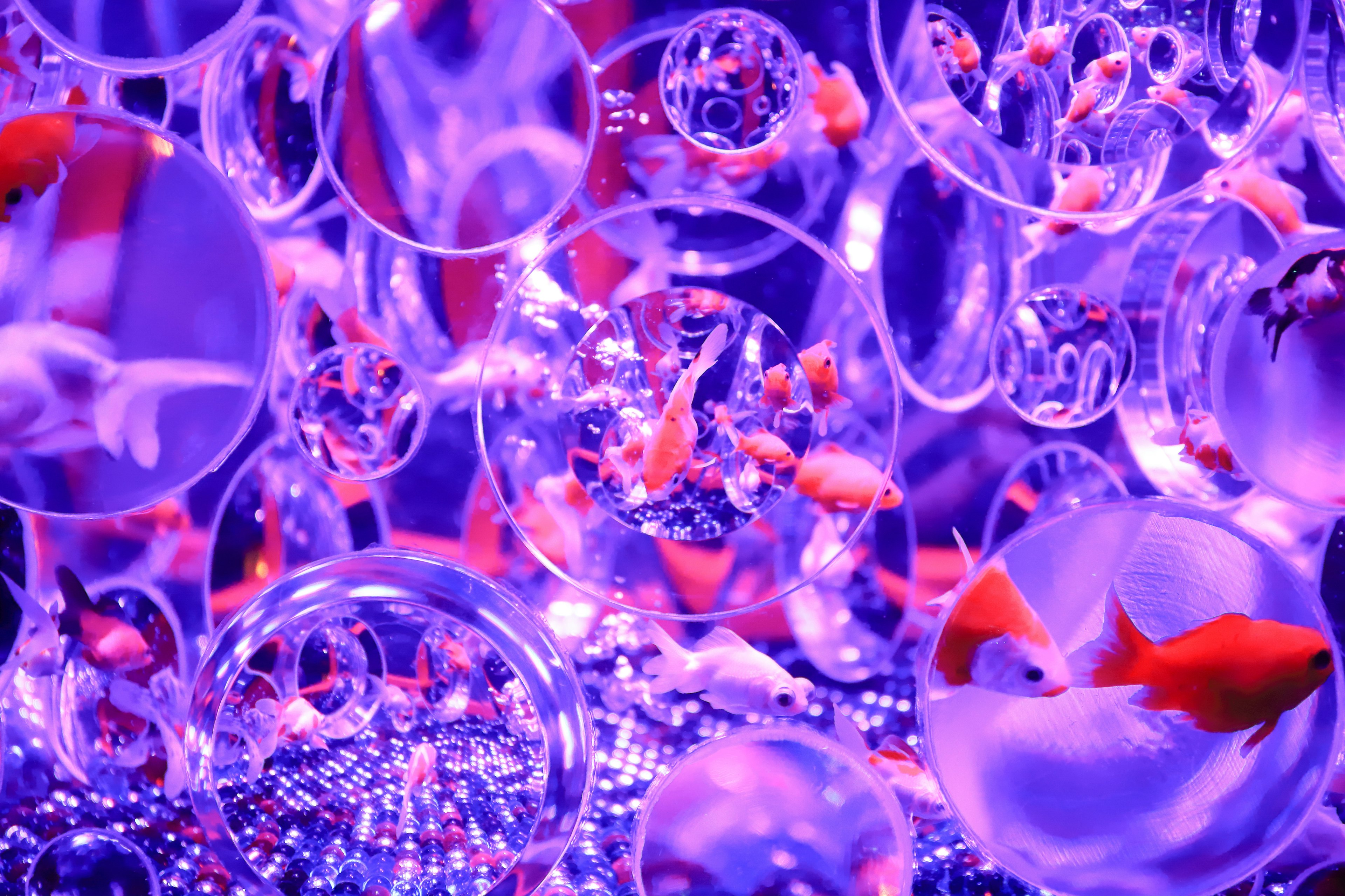 Art installation featuring goldfish in transparent spheres illuminated by purple light