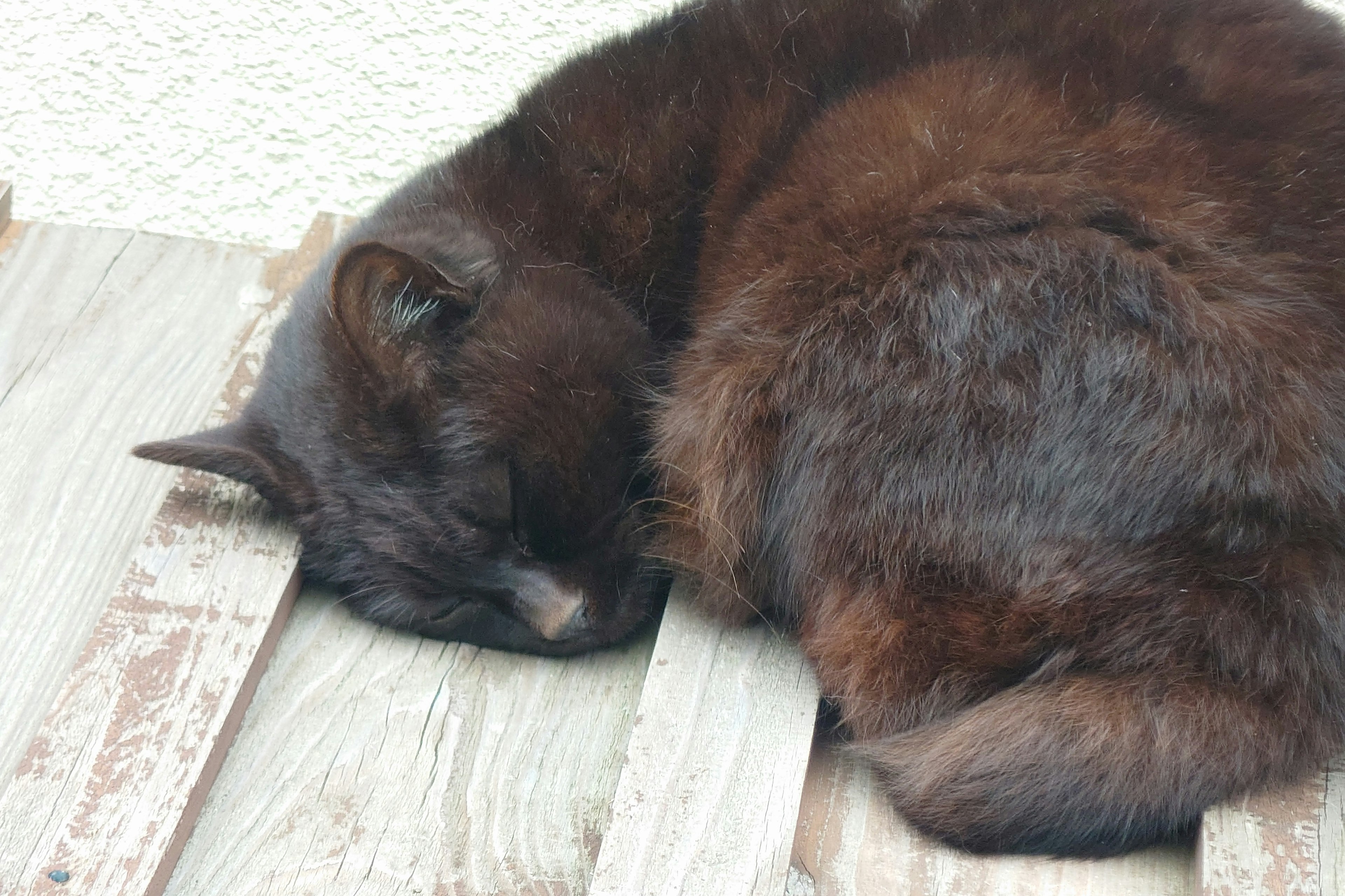 Eine schwarze Katze, die zusammengerollt auf Holzplanken schläft